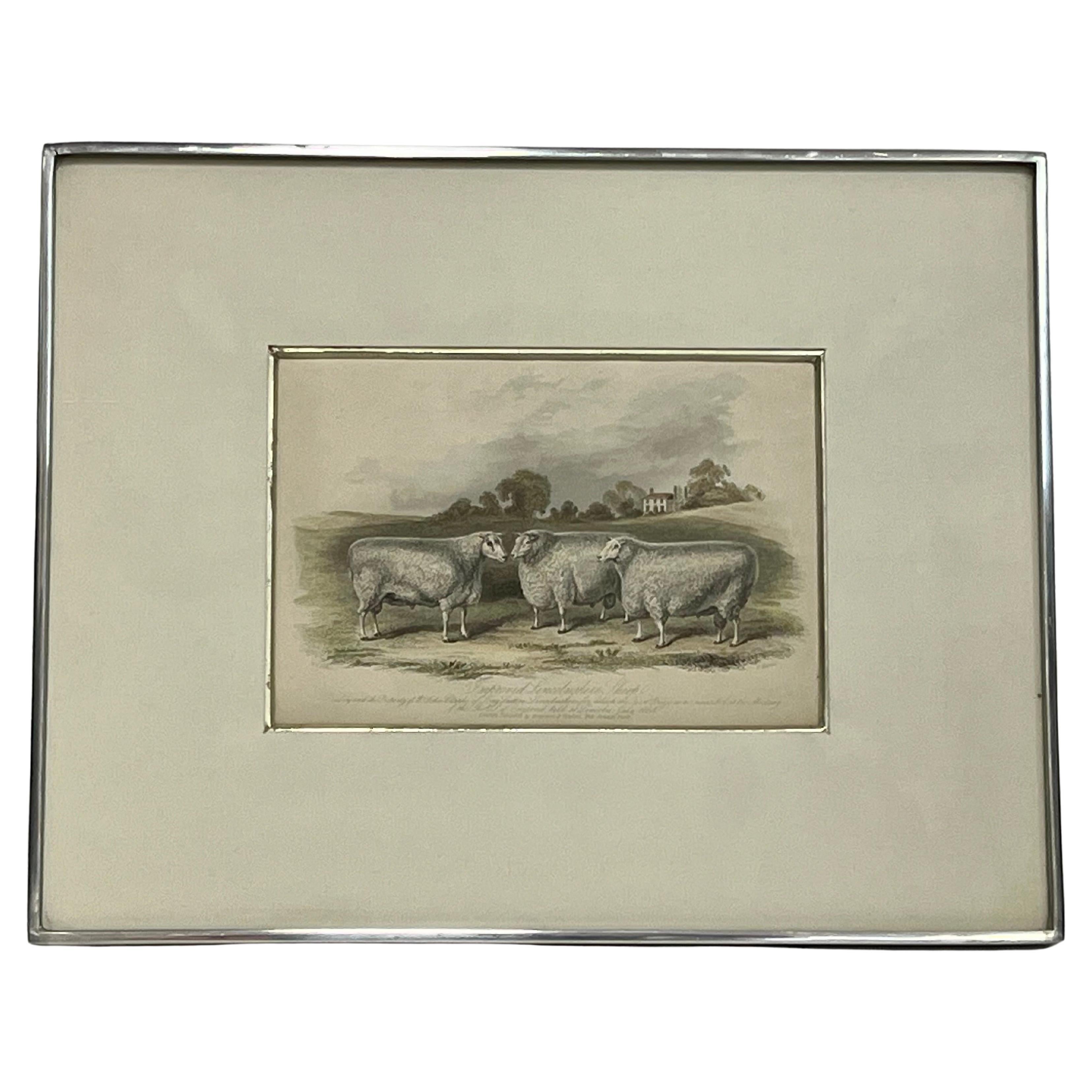 Impression britannique du 19ème siècle de moutons du Lincolnshire approuvés dans un cadre Kulicke en vente