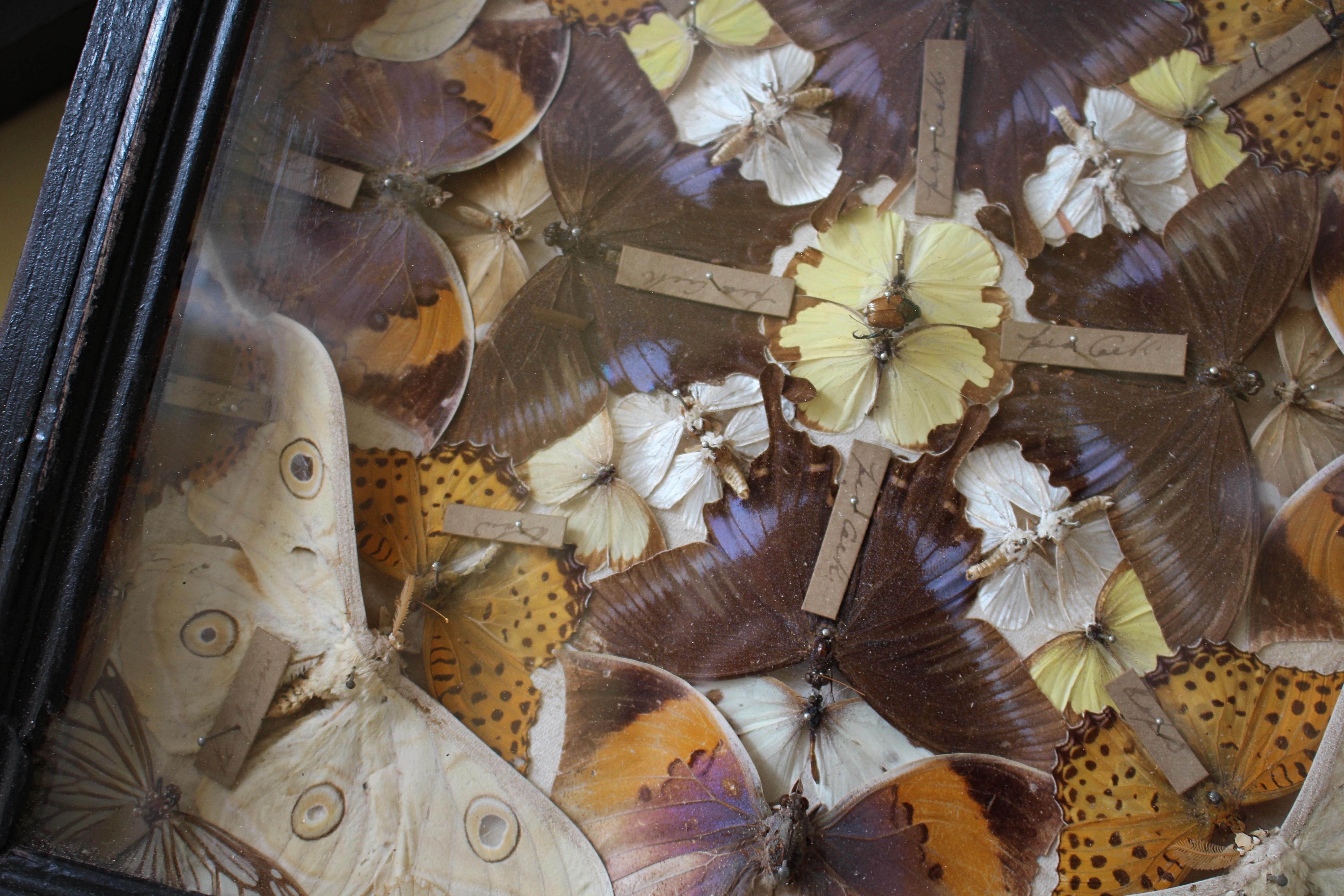 English 19th Century Butterfly Beetle Entomology Display Cases Taxidermy Curio
