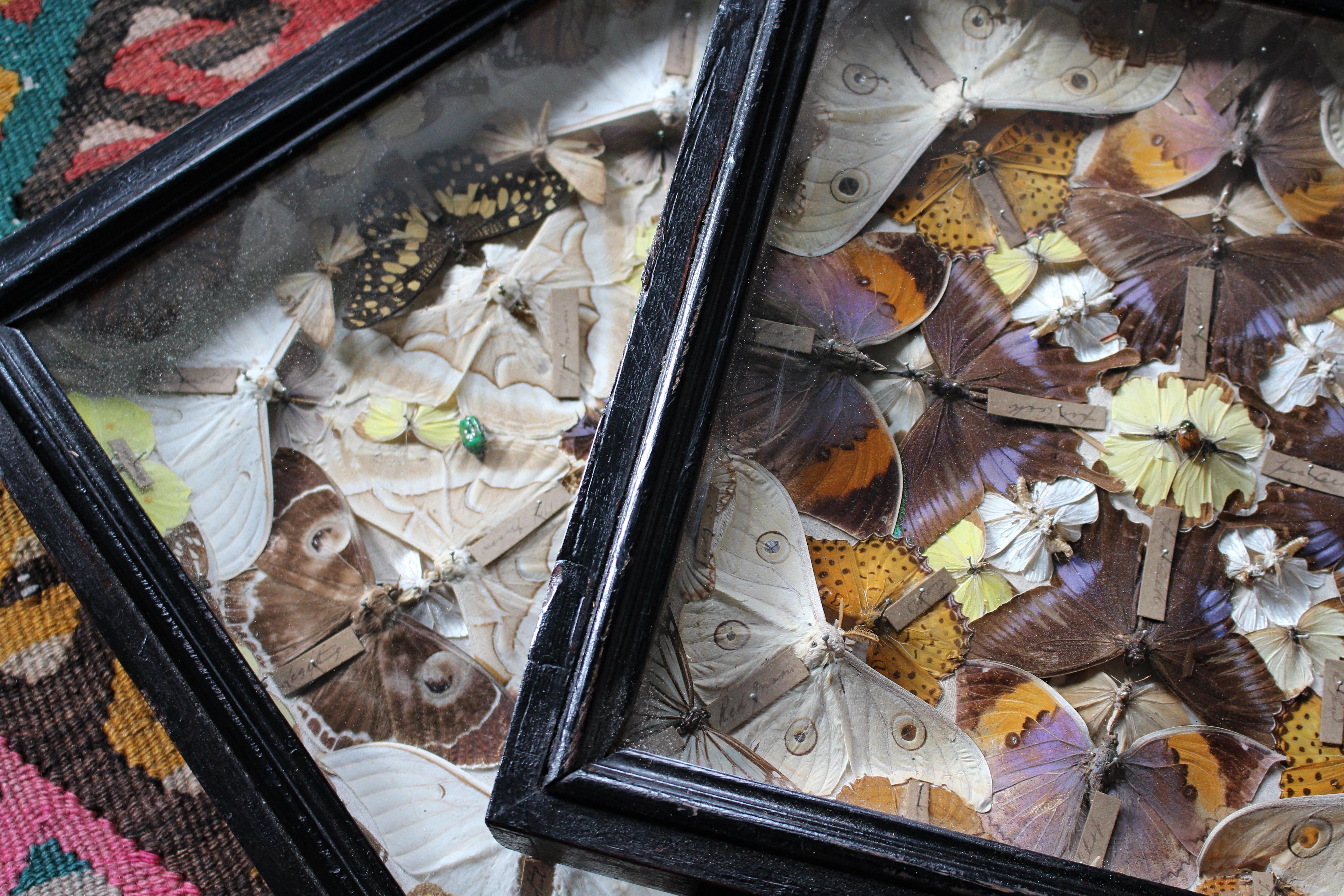 19th Century Butterfly Beetle Entomology Display Cases Taxidermy Curio In Good Condition In Lowestoft, GB