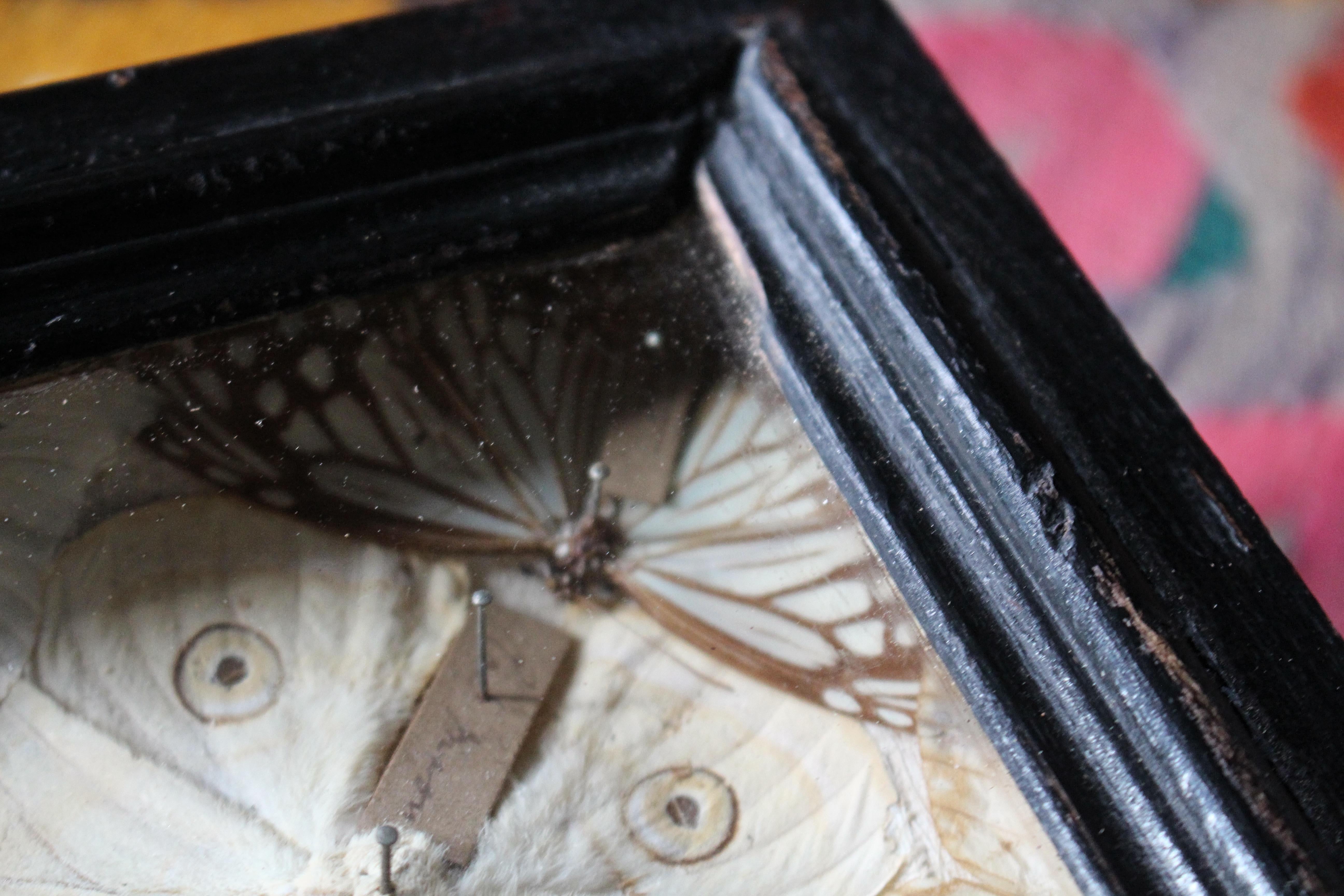 19th Century Butterfly Beetle Entomology Display Cases Taxidermy Curio 1