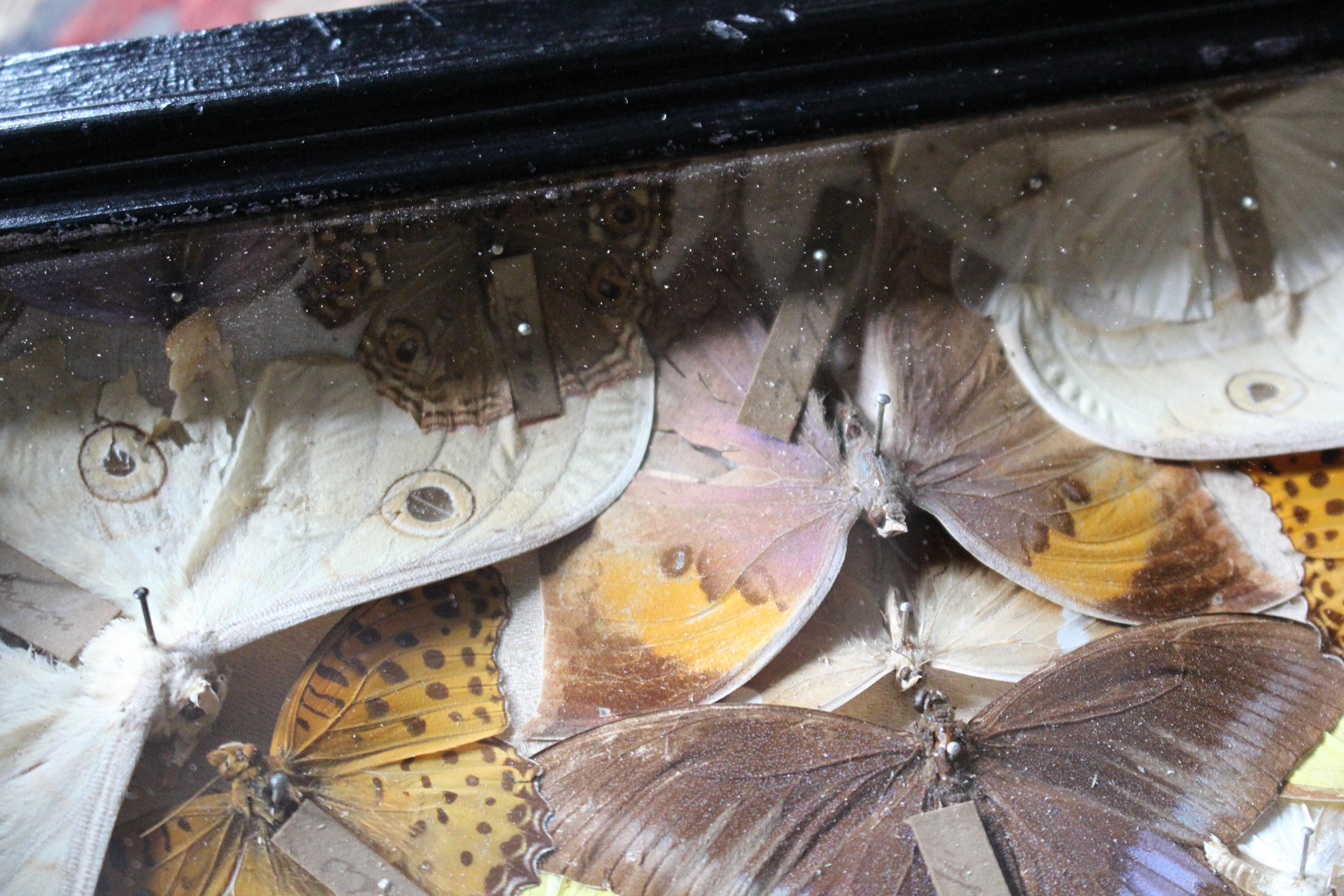 19th Century Butterfly Beetle Entomology Display Cases Taxidermy Curio 2