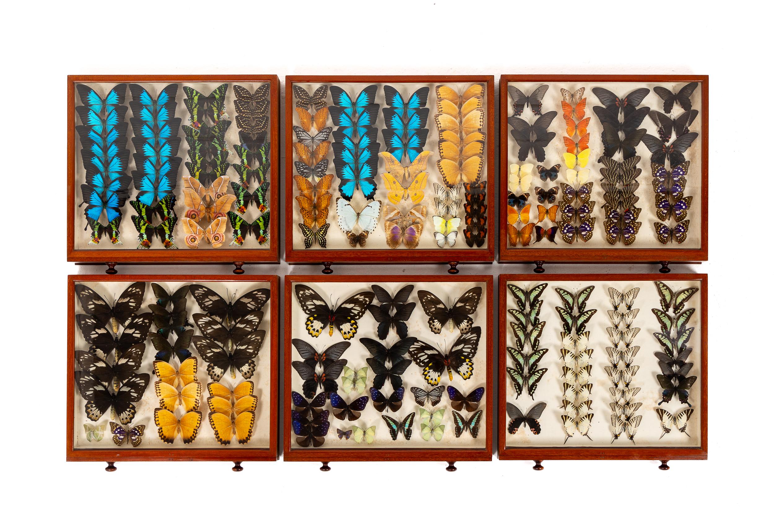 Collezione di farfalle del XIX secolo in vendita 6