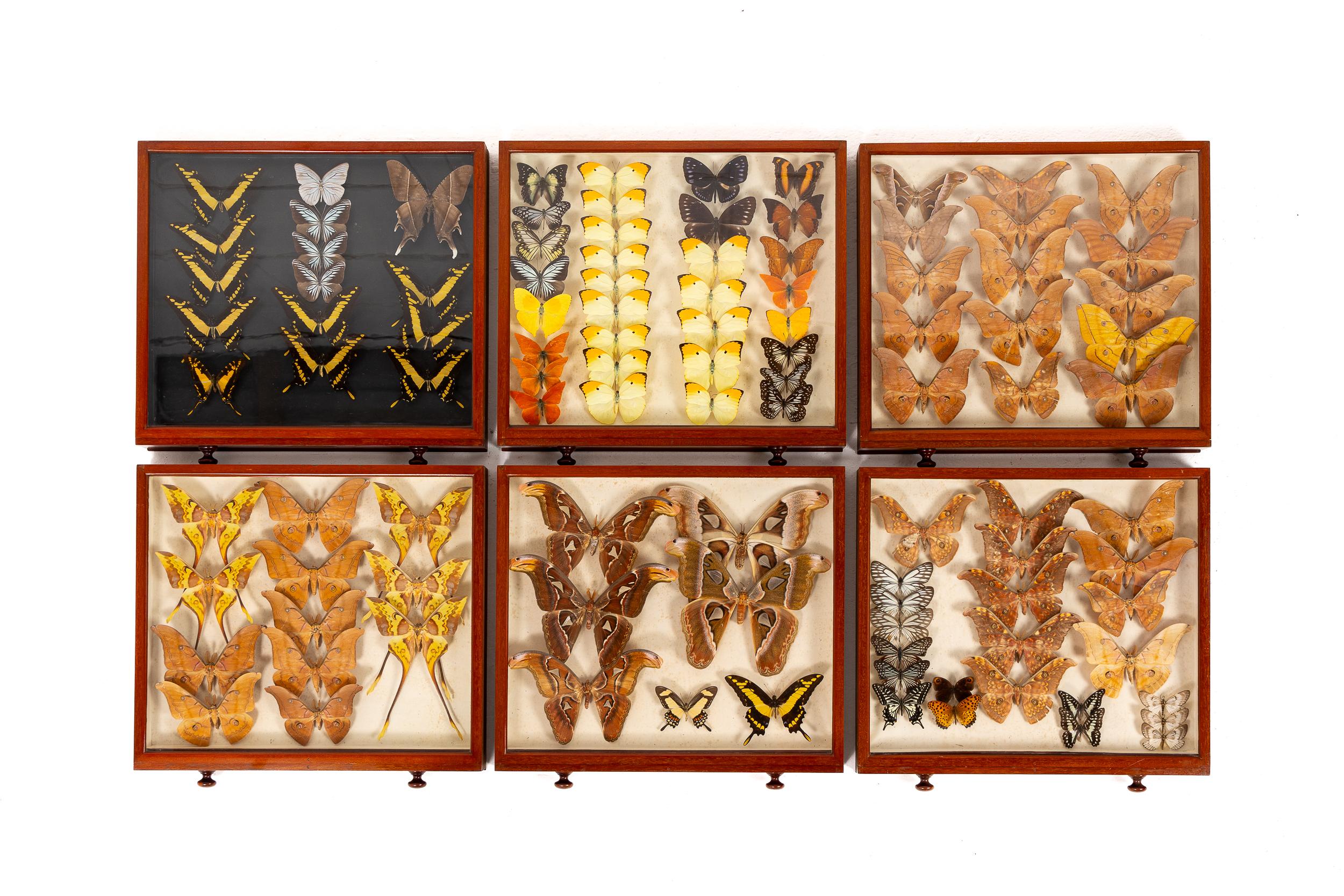 Collezione di farfalle del XIX secolo in vendita 7