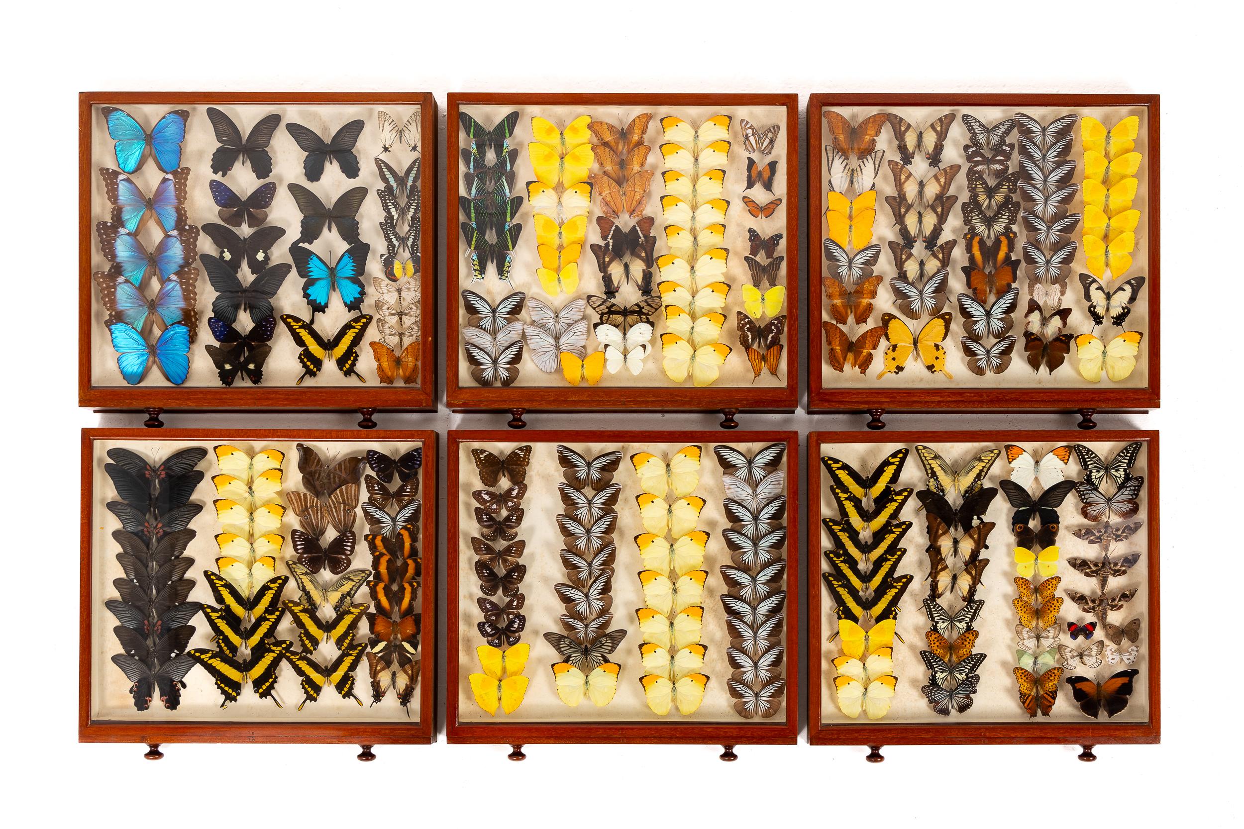 Collezione di farfalle del XIX secolo in vendita 8