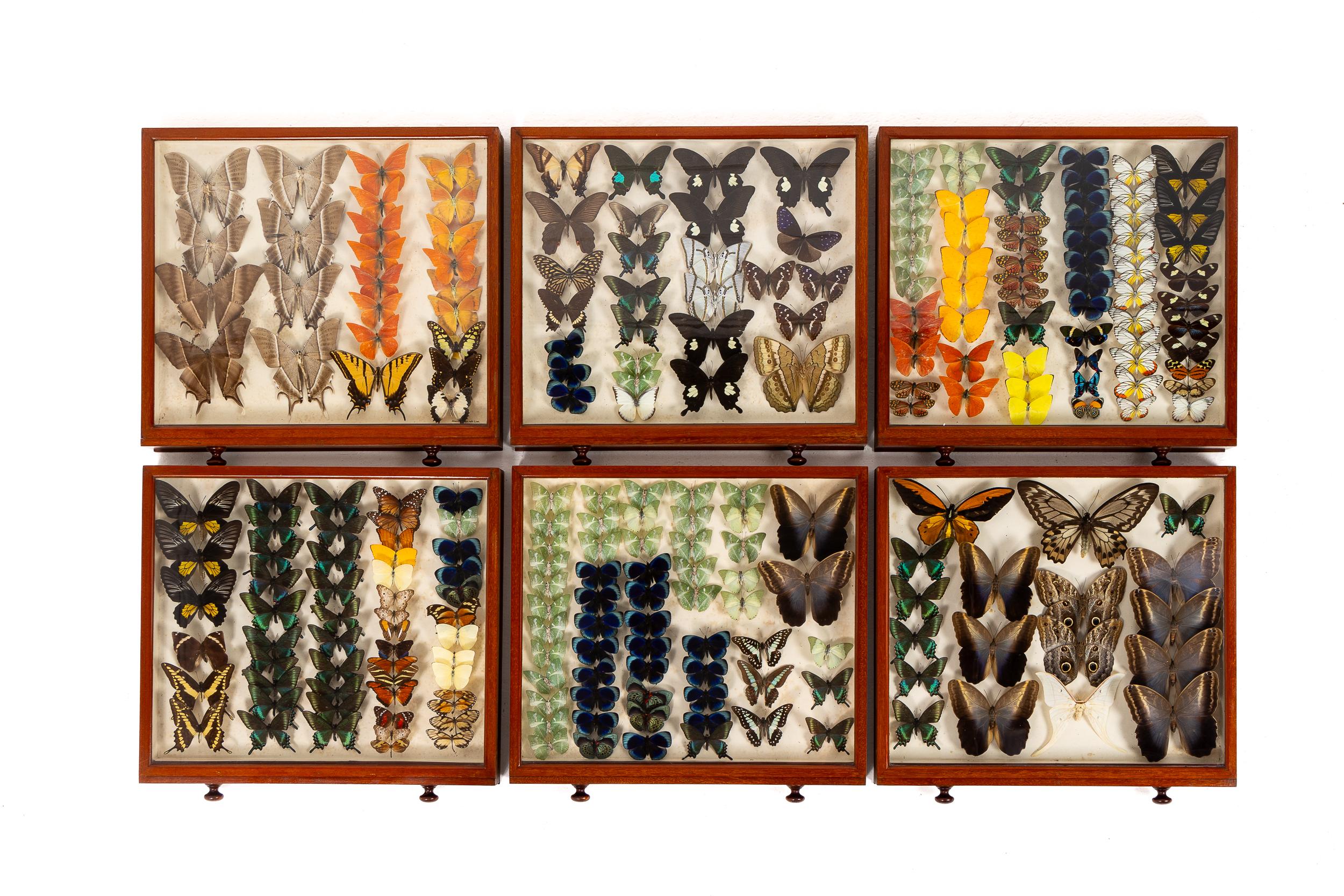 Collezione di farfalle del XIX secolo in vendita 9