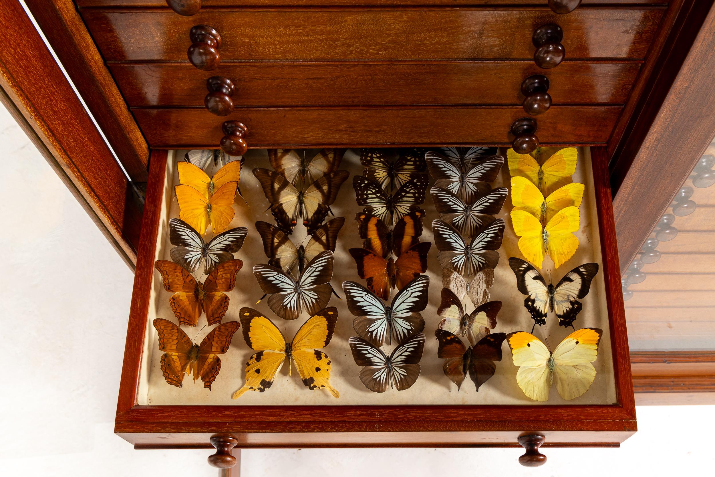 Mogano Collezione di farfalle del XIX secolo in vendita