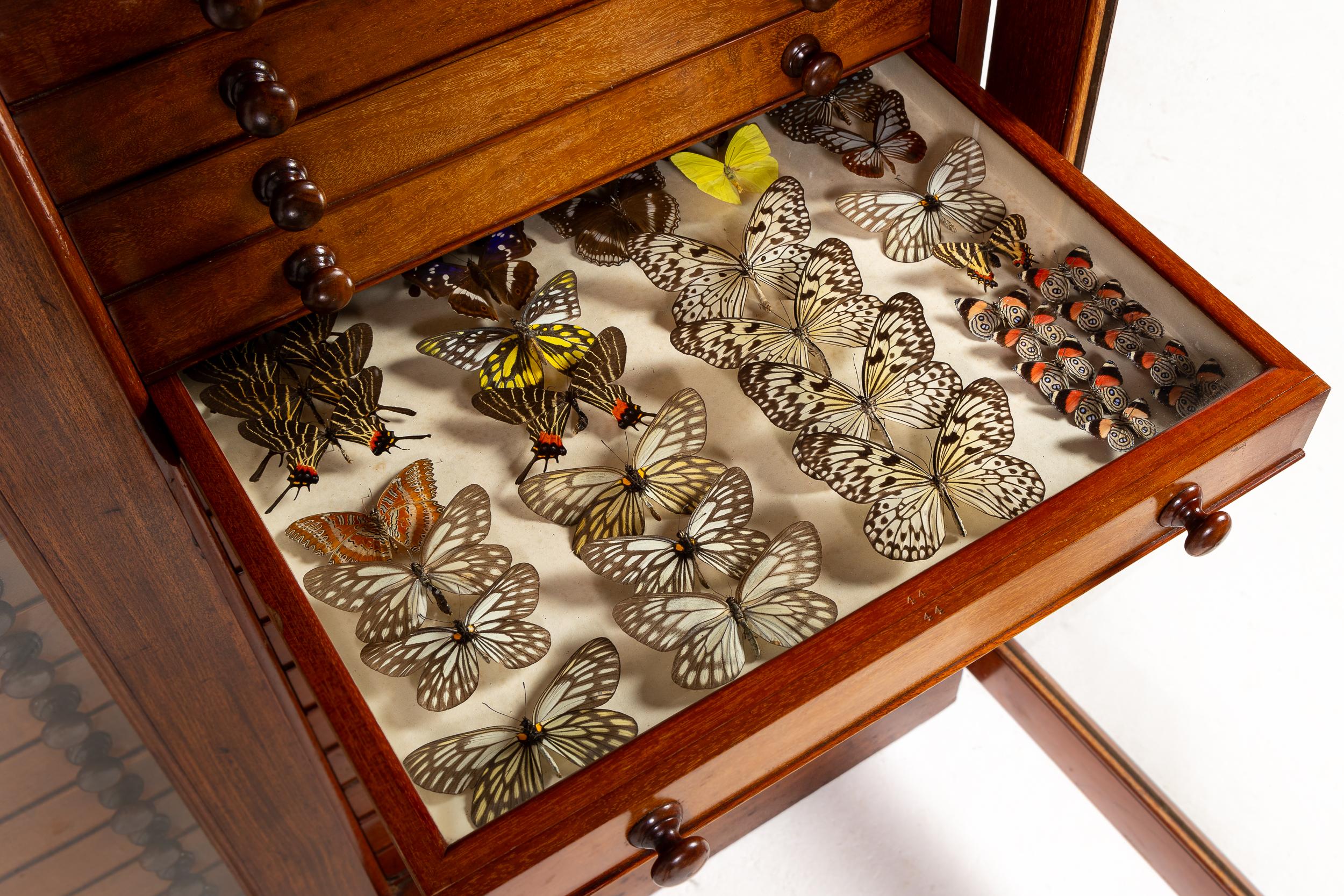 Collezione di farfalle del XIX secolo in vendita 1