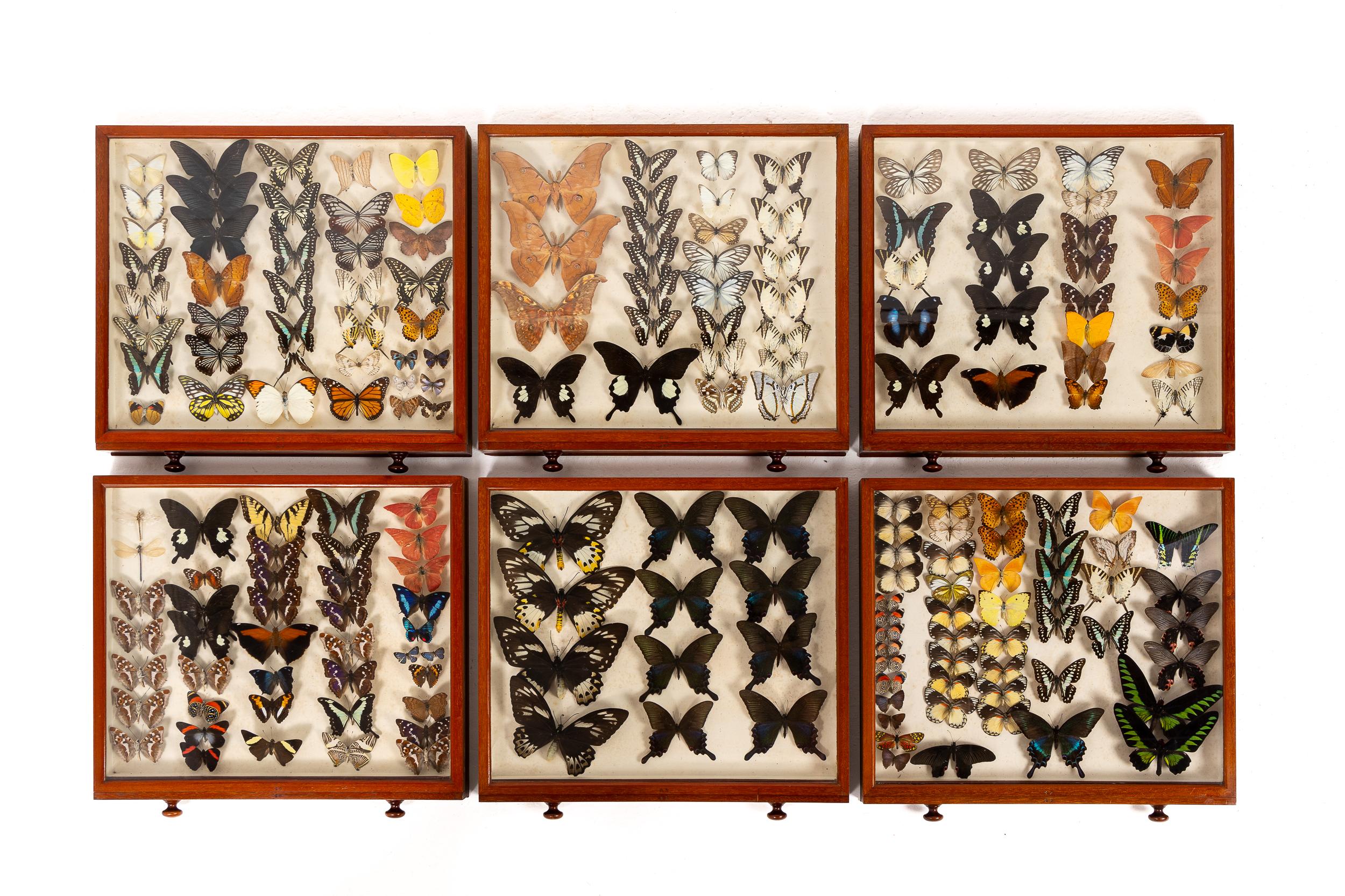 Collezione di farfalle del XIX secolo in vendita 2