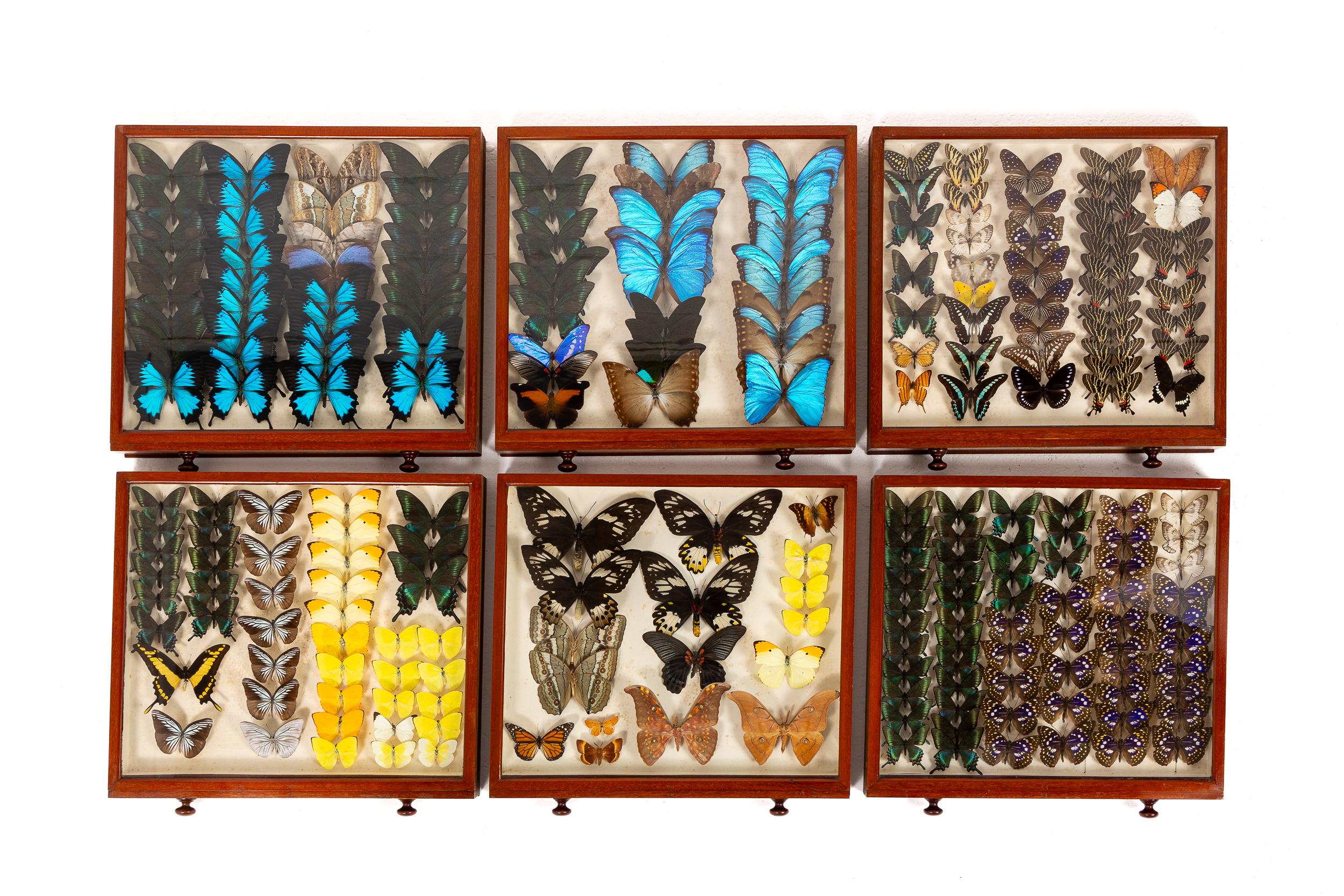 Collezione di farfalle del XIX secolo in vendita 3