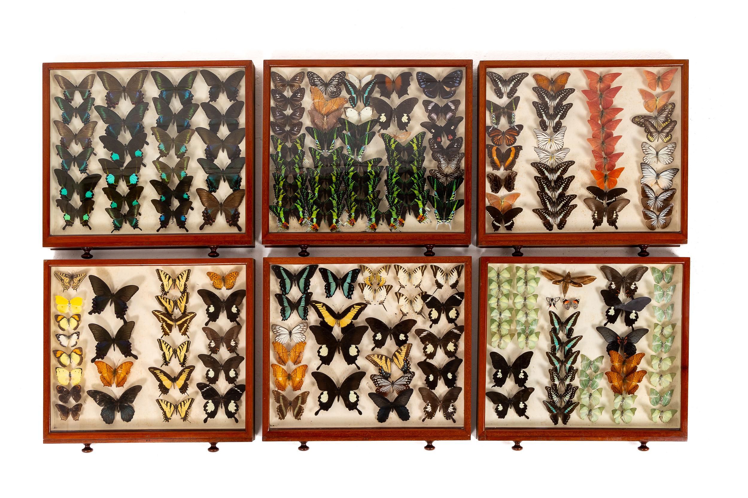 Collezione di farfalle del XIX secolo in vendita 4