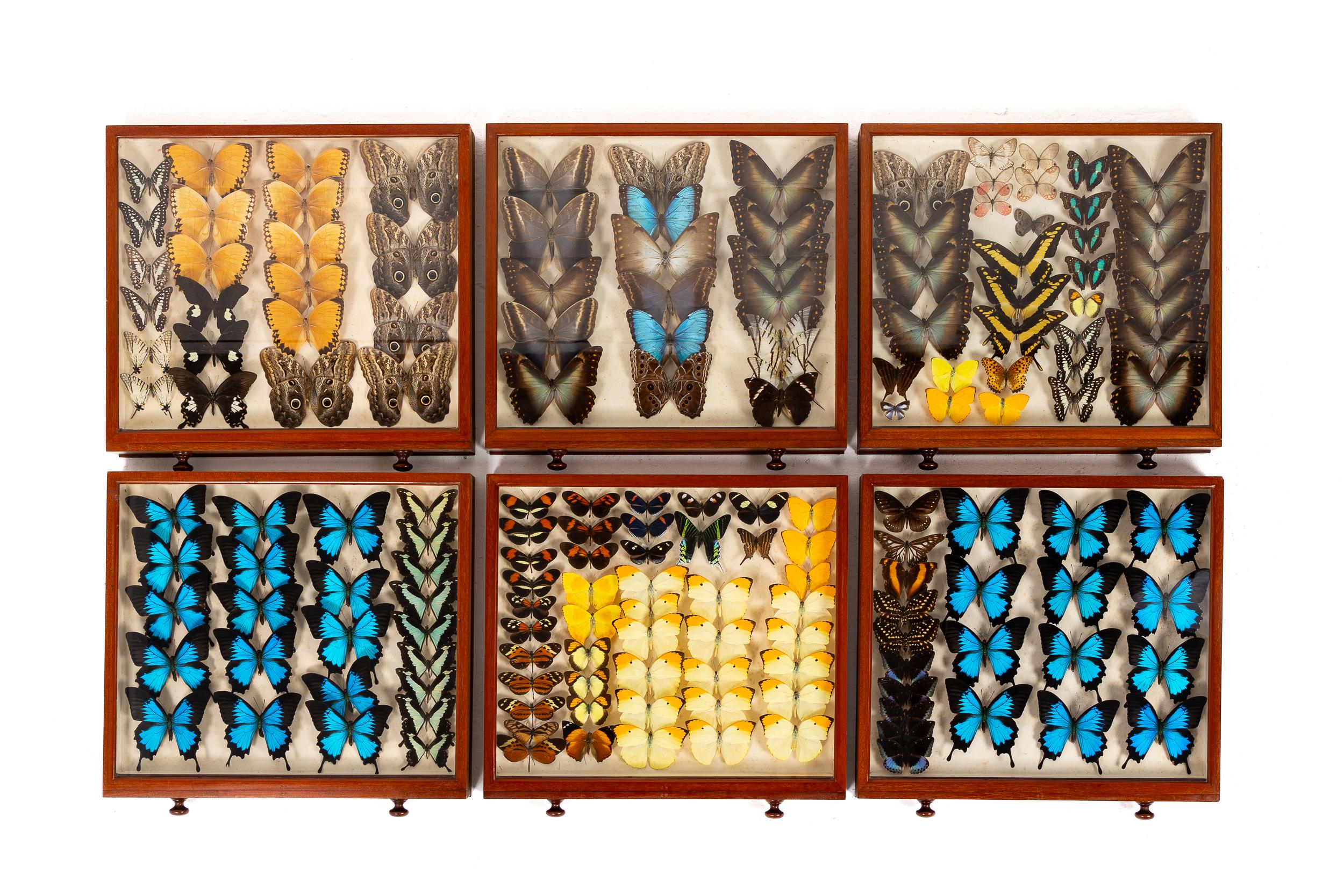 Collezione di farfalle del XIX secolo in vendita 5
