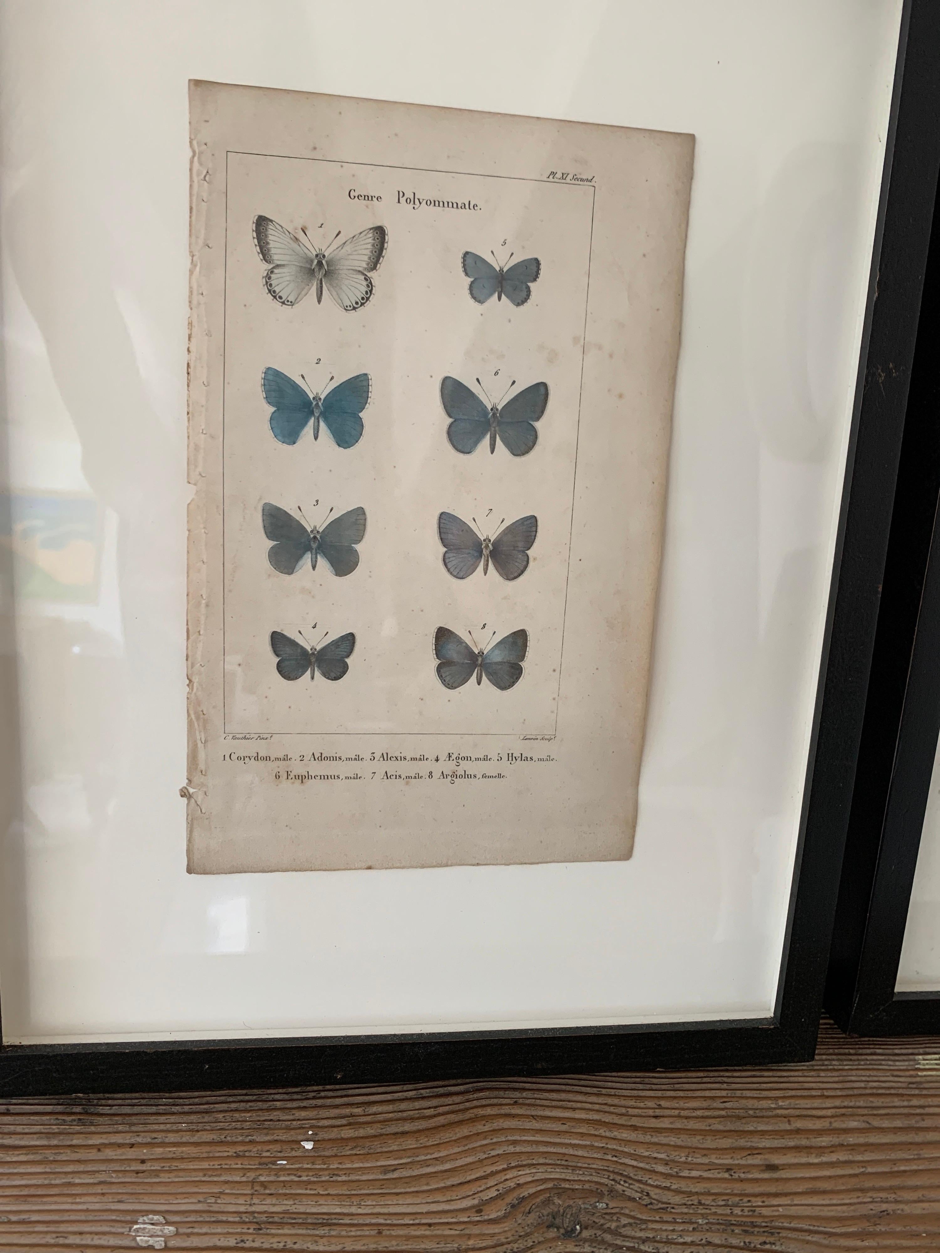 19th Century Butterfly Engravings For Sale 5