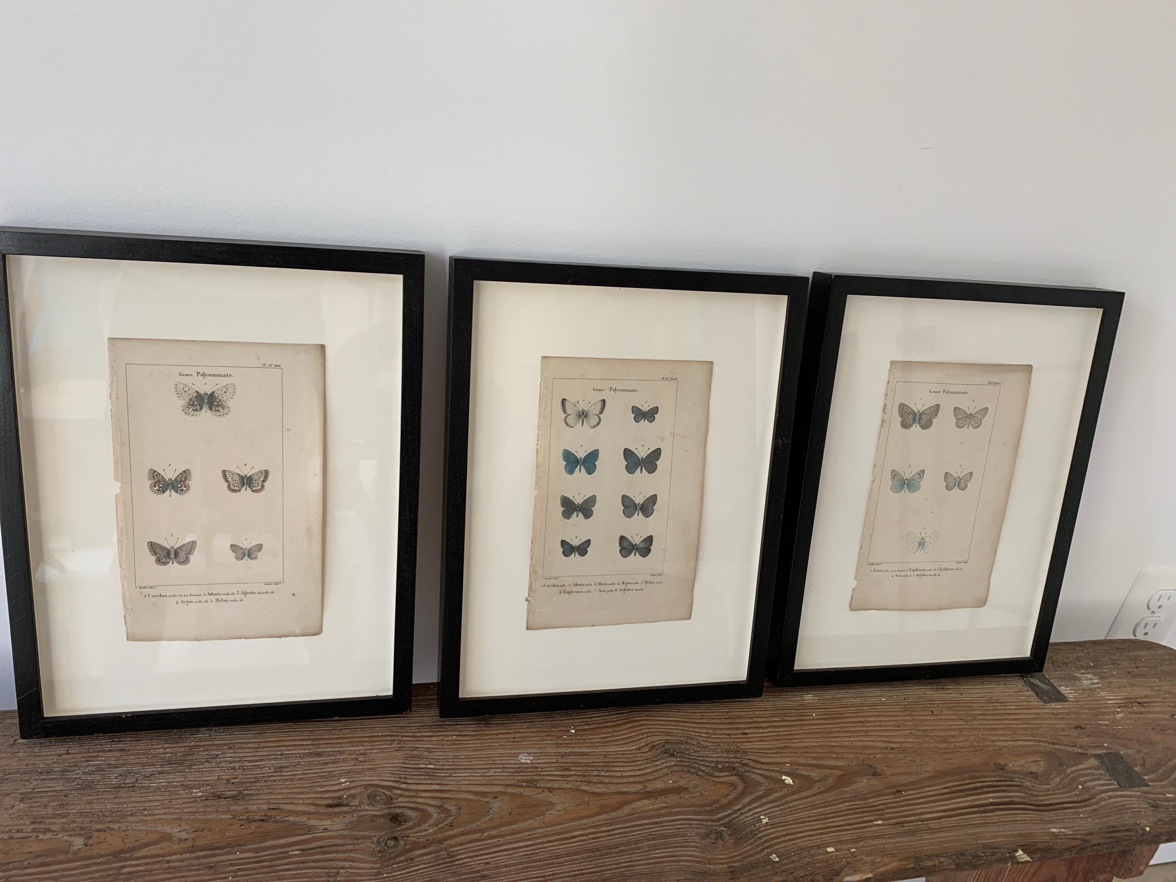19th Century Butterfly Engravings For Sale 6