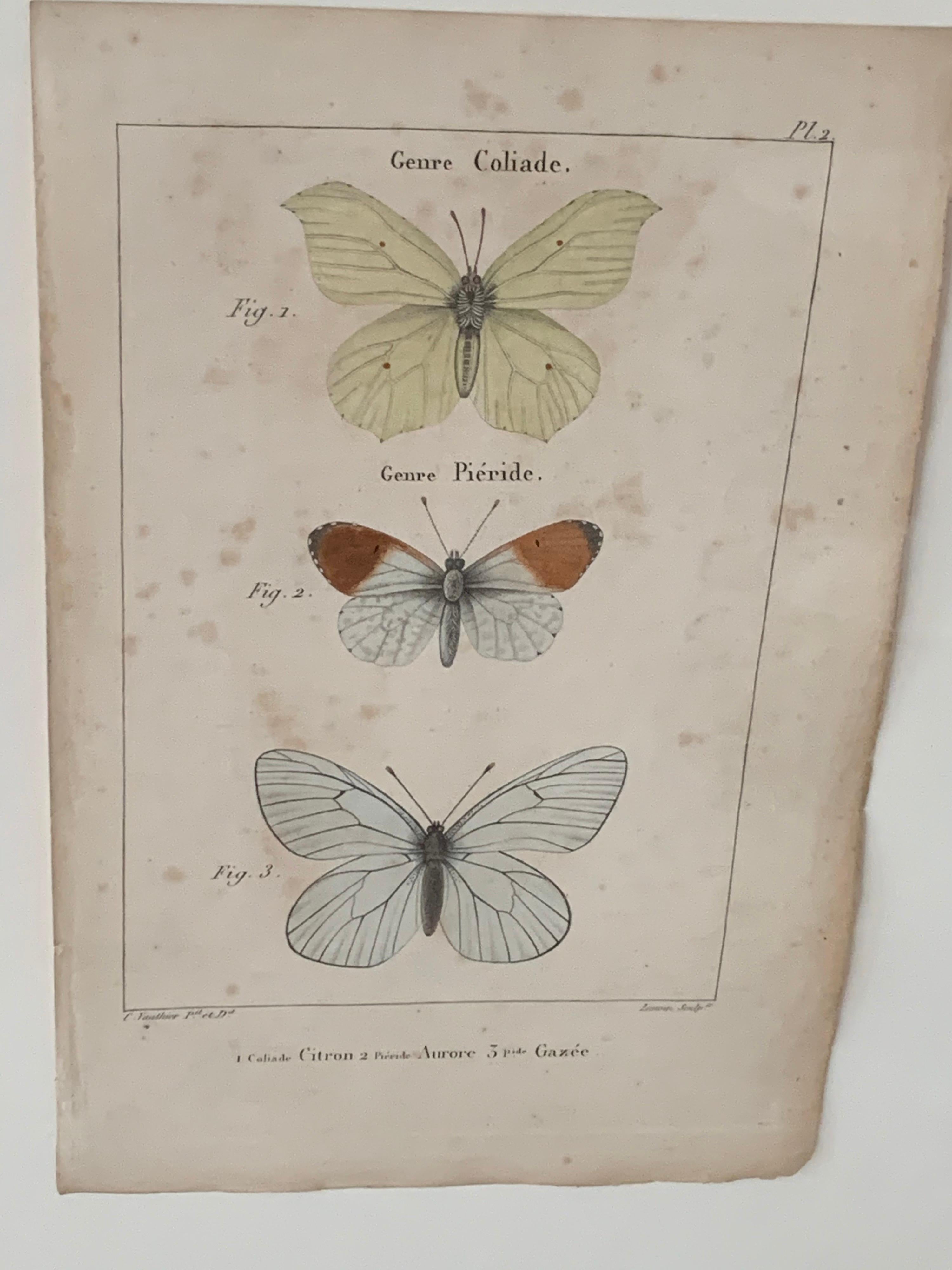 19th Century Butterfly Engravings For Sale 7