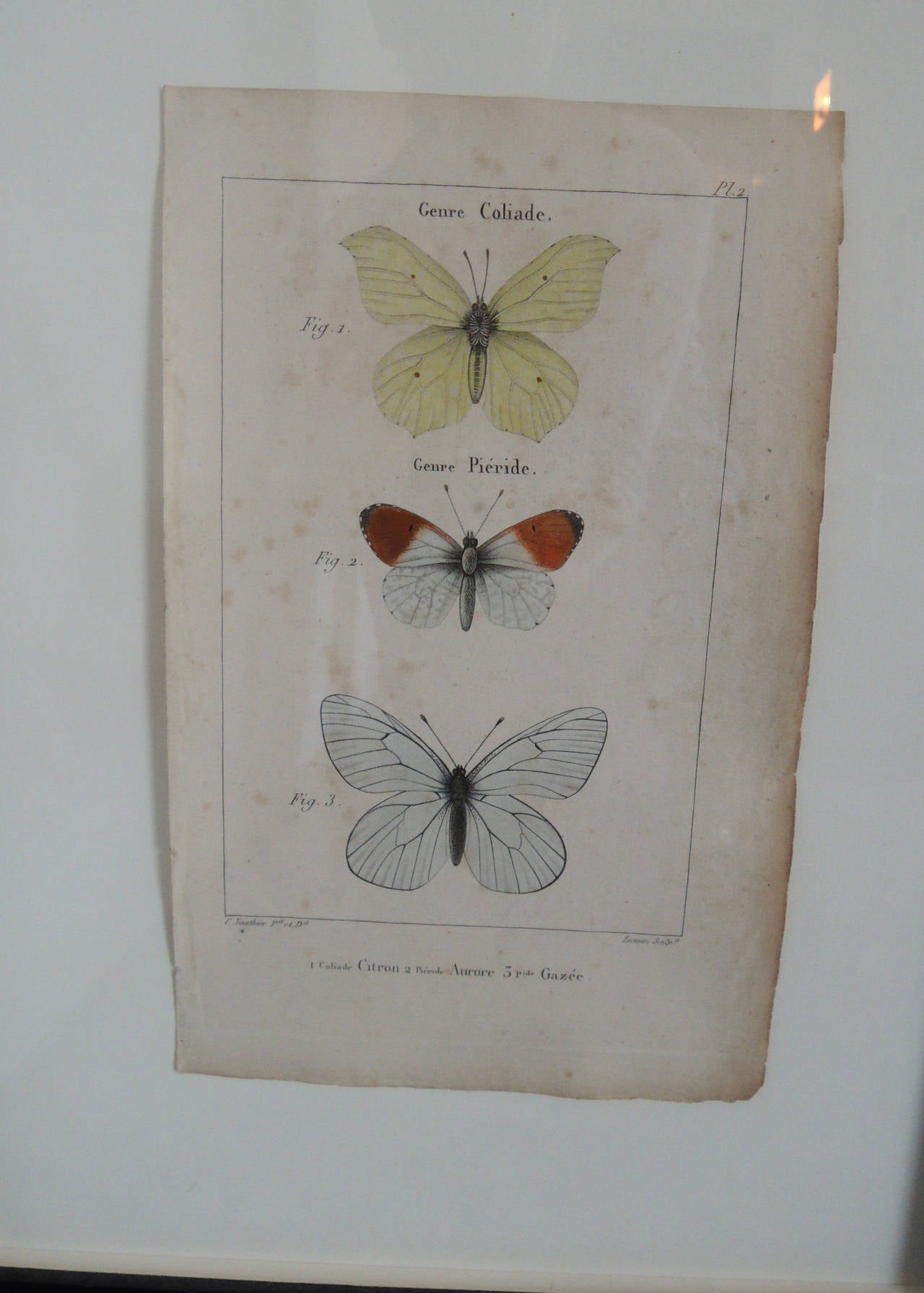 Hand colored engravings of butterflies and moths.
French, 19th century.
Floated in black frames, under UV glass.