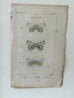 19th Century Butterfly Engravings