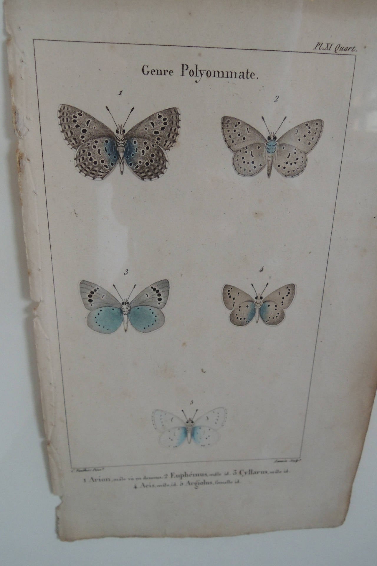 French 19th Century Butterfly Engravings For Sale