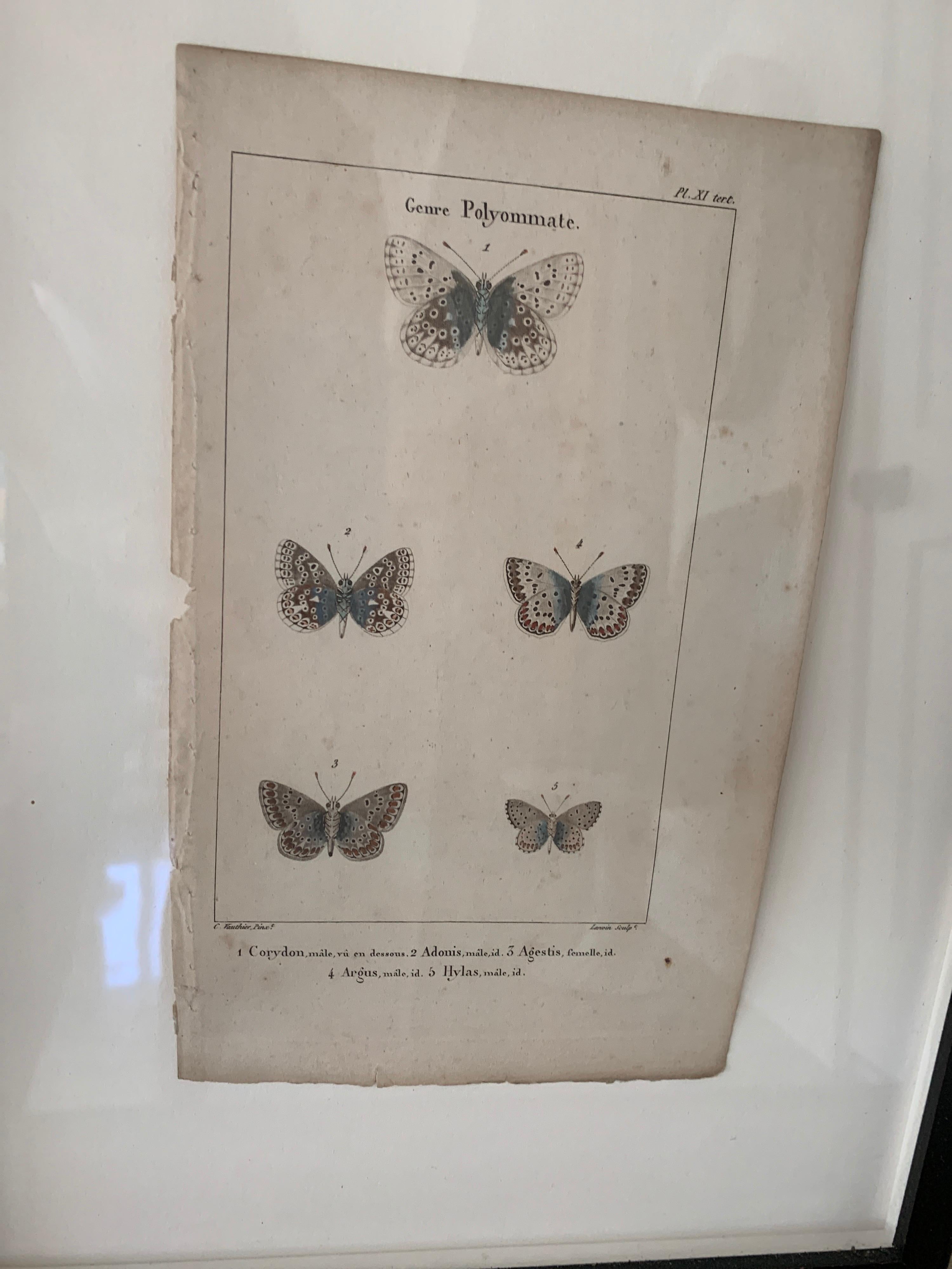 19th Century Butterfly Engravings In Good Condition For Sale In Washington, DC