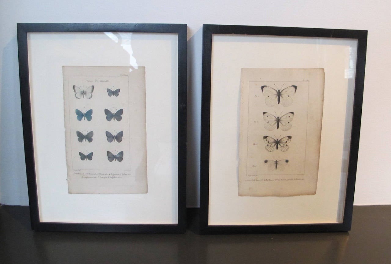 19th Century Butterfly Engravings In Excellent Condition For Sale In Washington, DC