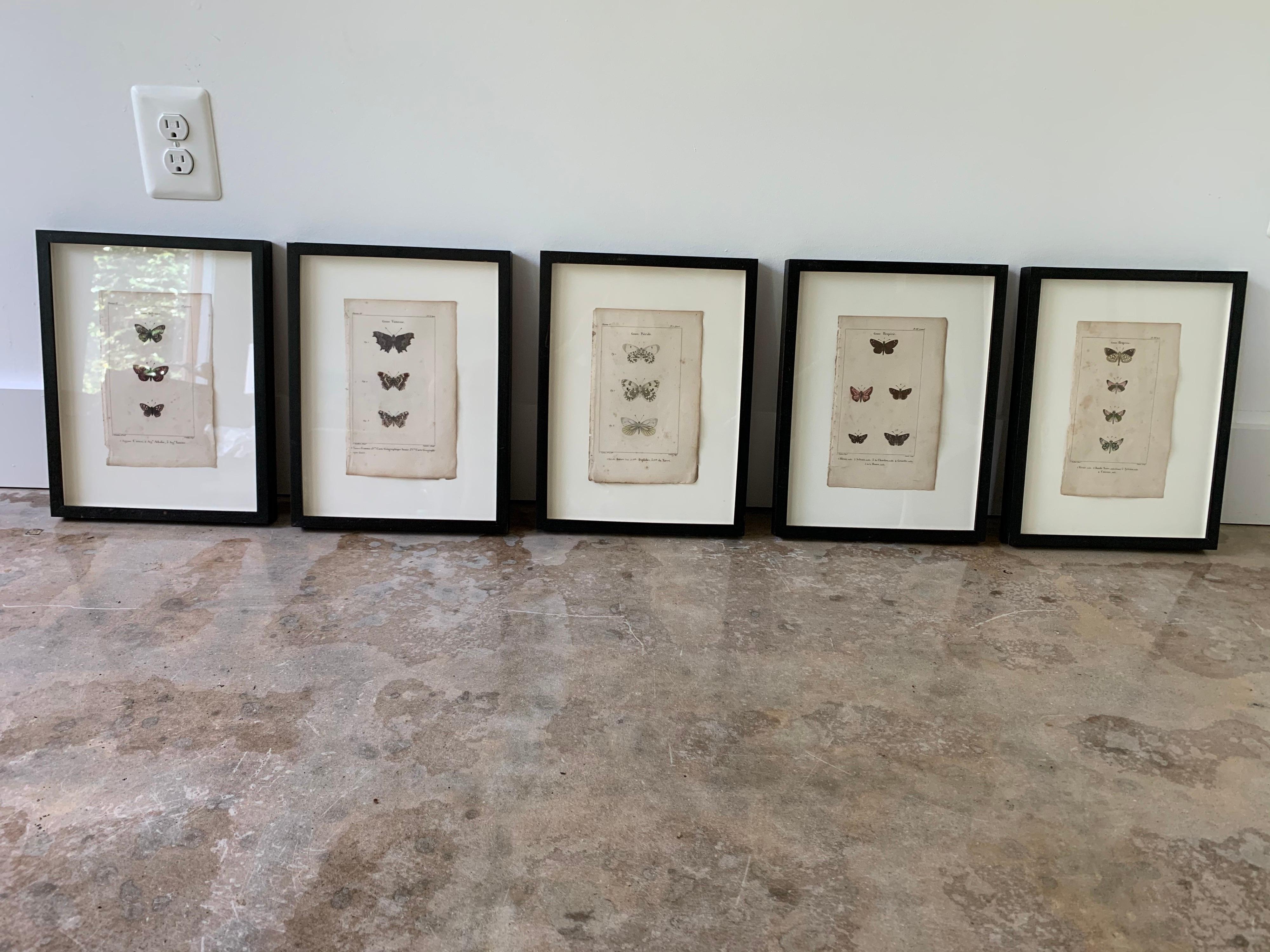 Parchment Paper 19th Century Butterfly Engravings For Sale