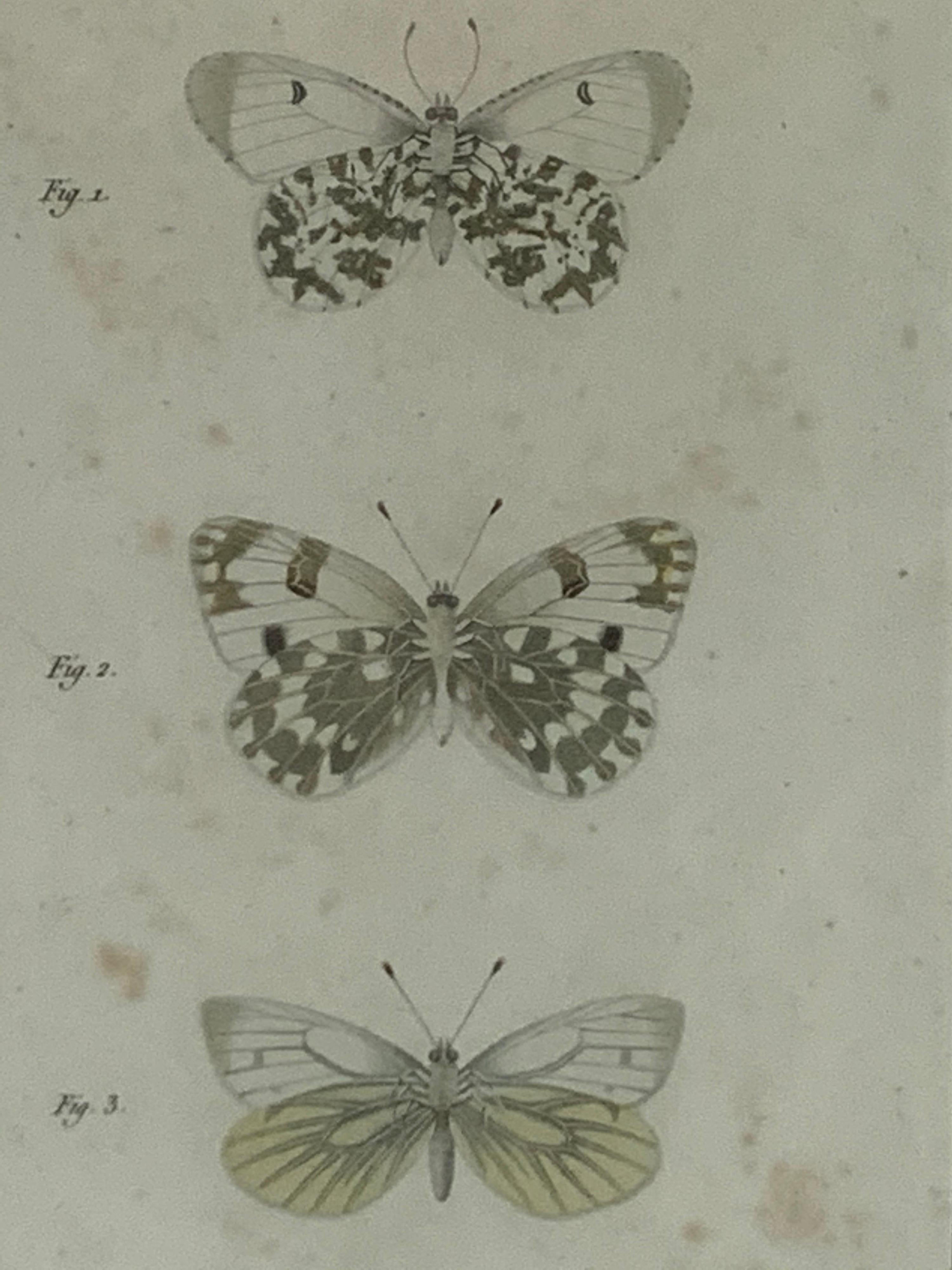 19th Century Butterfly Engravings For Sale 1