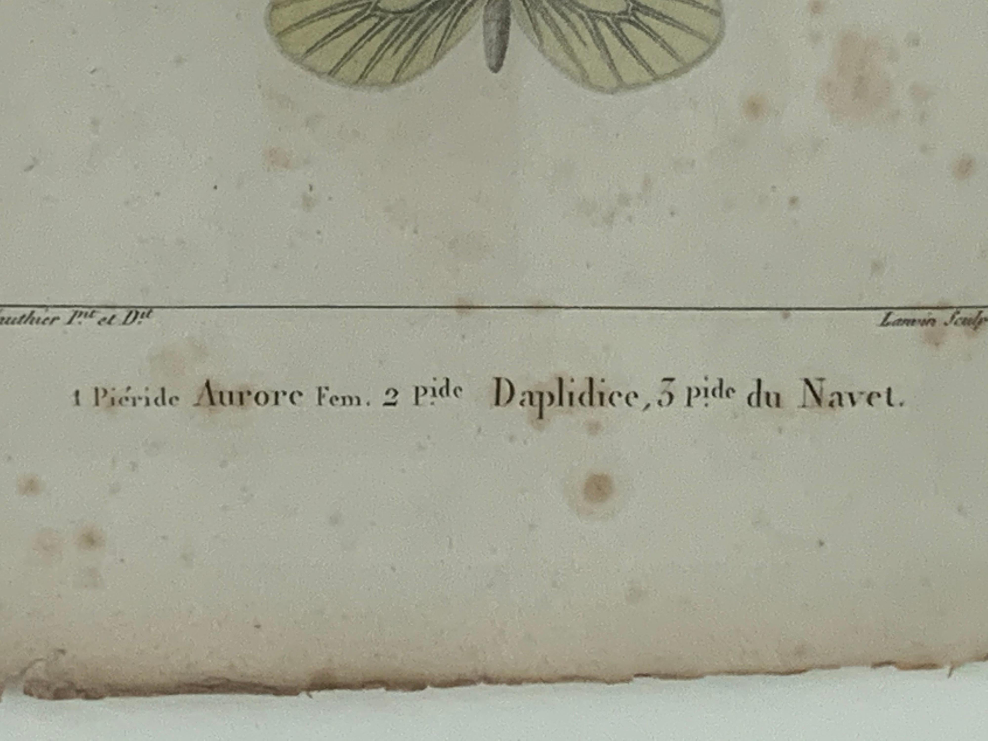 19th Century Butterfly Engravings For Sale 2