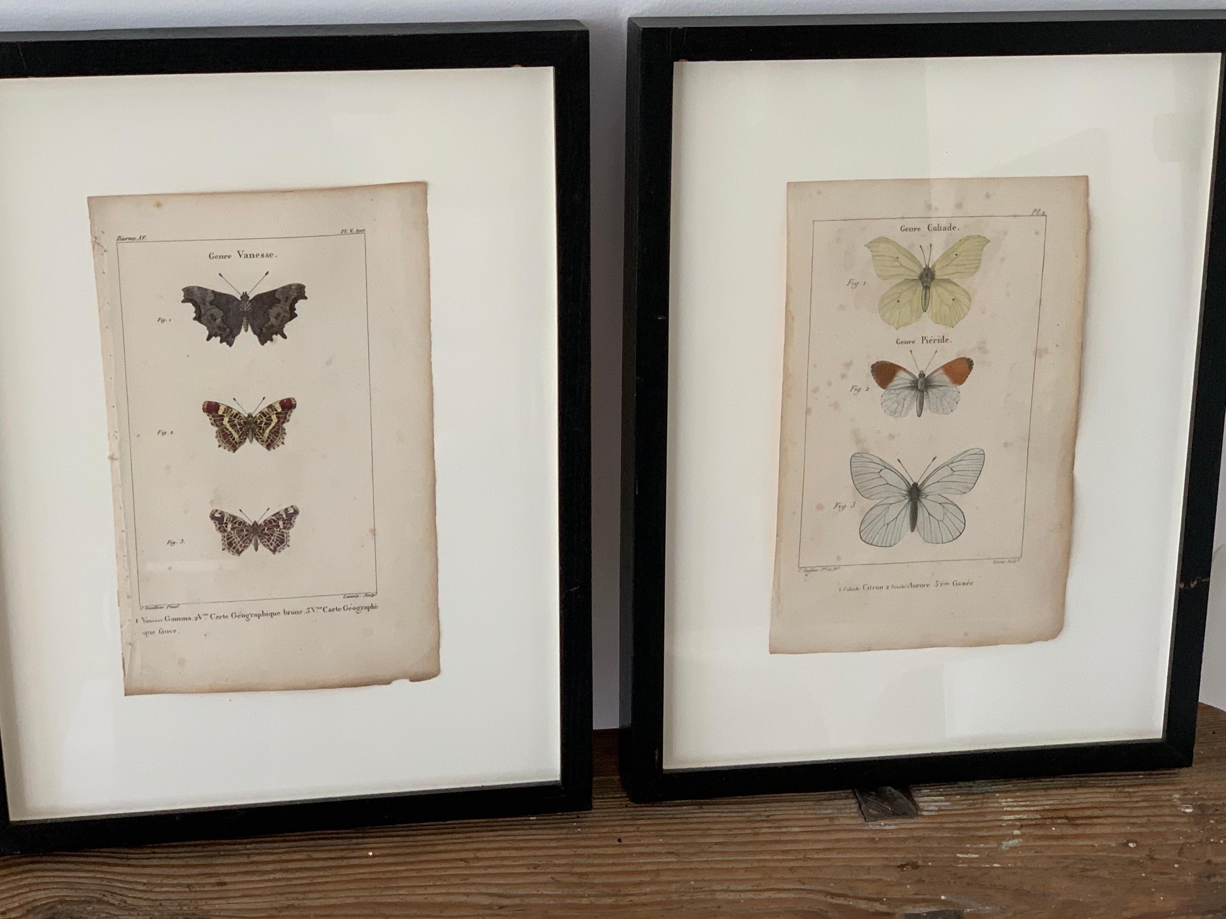 19th Century Butterfly Engravings For Sale 4