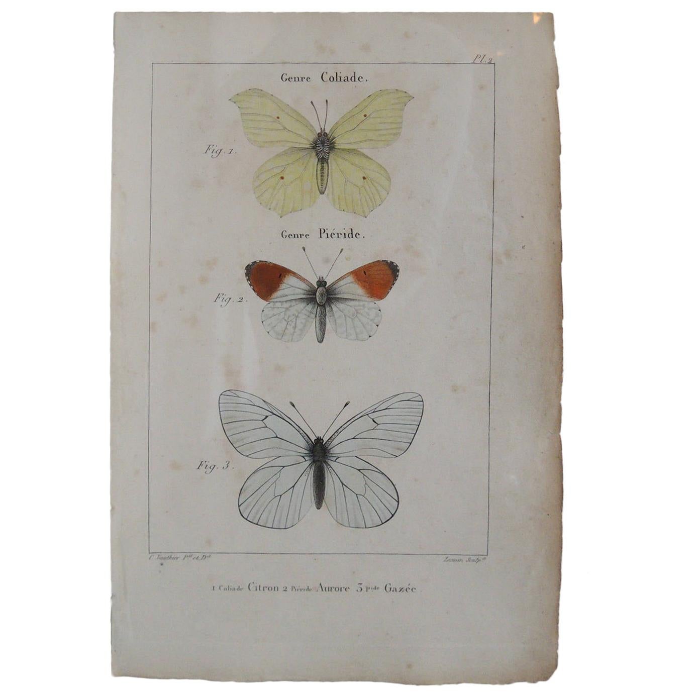 19th Century Butterfly Engravings