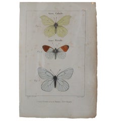 19th Century Butterfly Engravings
