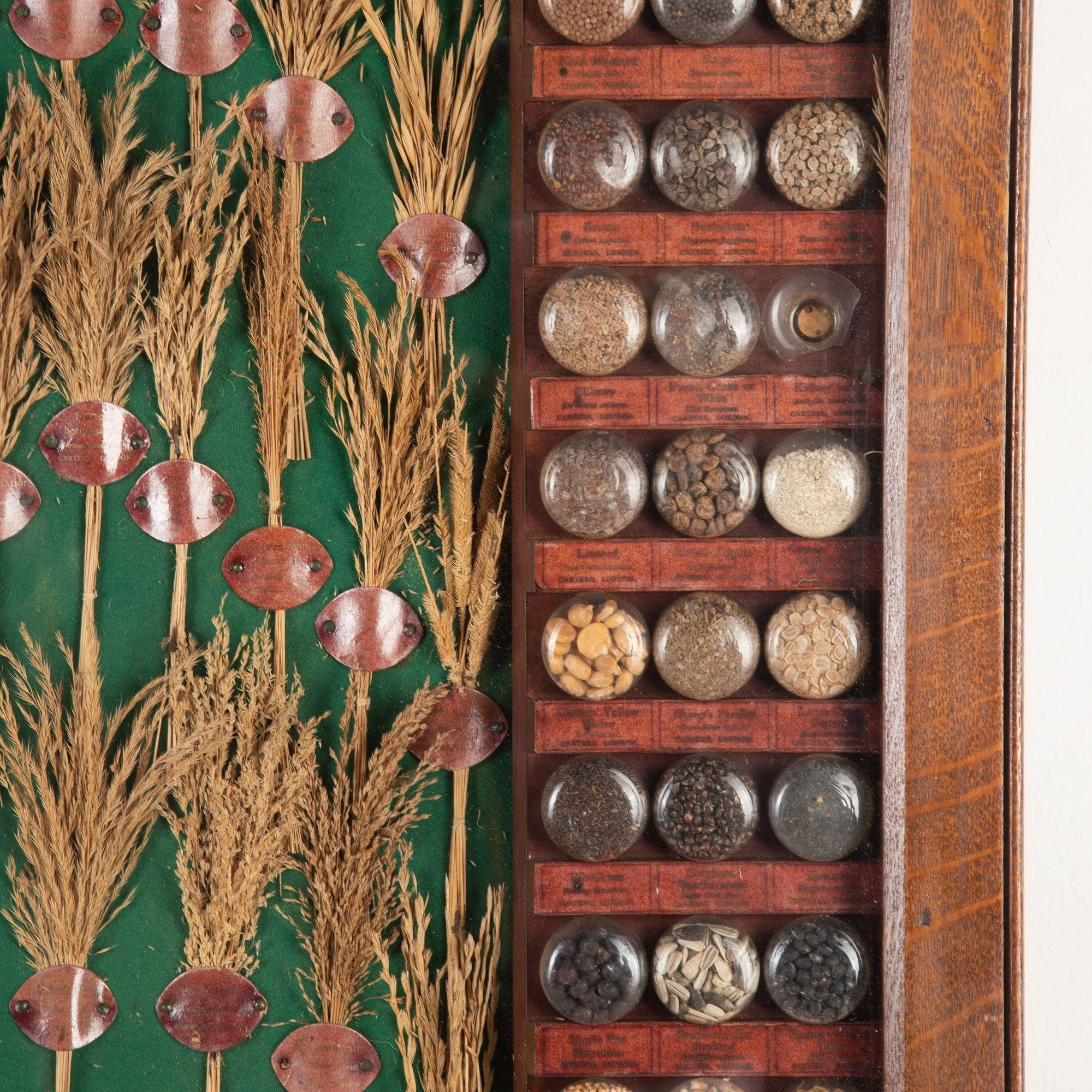 Edwardian 19th Century Carter Tested Seed Wall Display For Sale