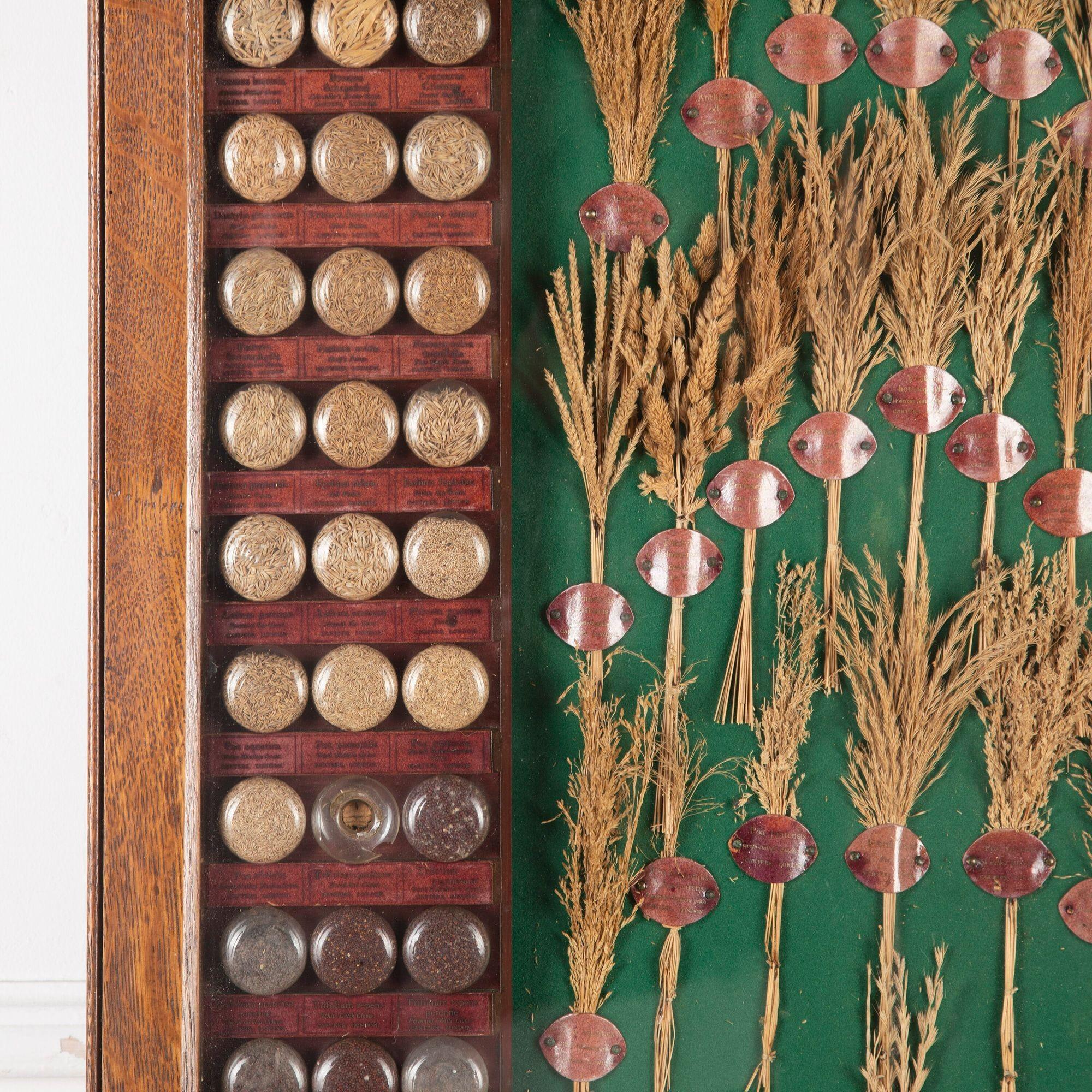 English 19th Century Carter Tested Seed Wall Display For Sale