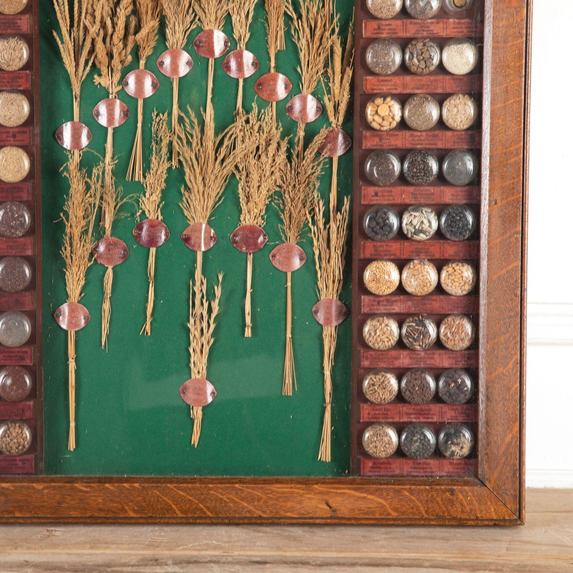 19th Century Carter Tested Seed Wall Display For Sale 1