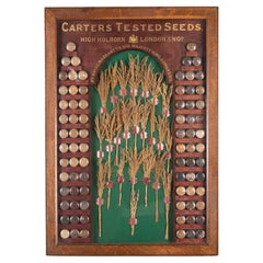 19th Century Carter Tested Seed Wall Display