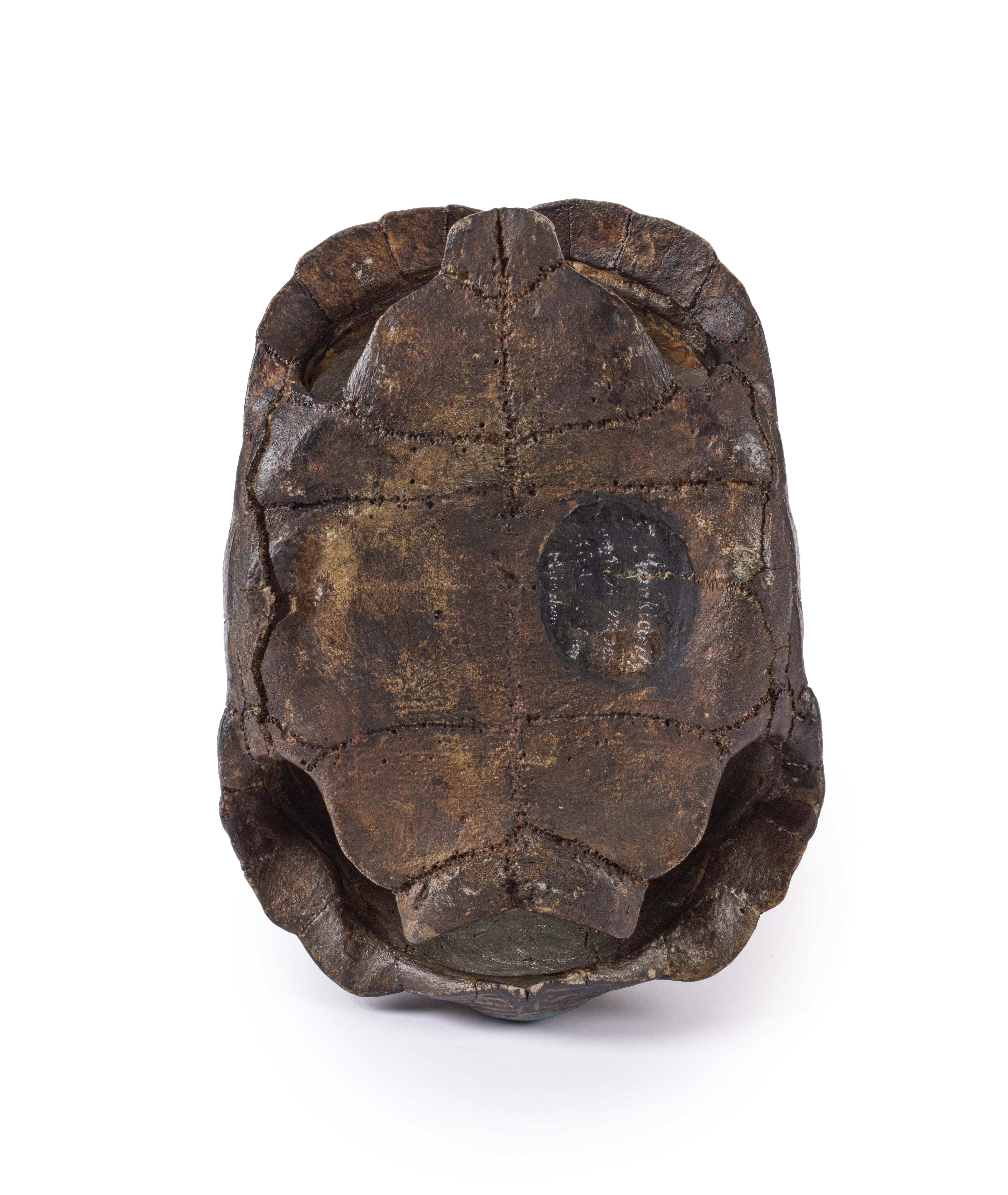 Multi-gemstone 19th-century Carved, Painted and Gilt tortoise shell, 'the Cosmic Turtle' For Sale