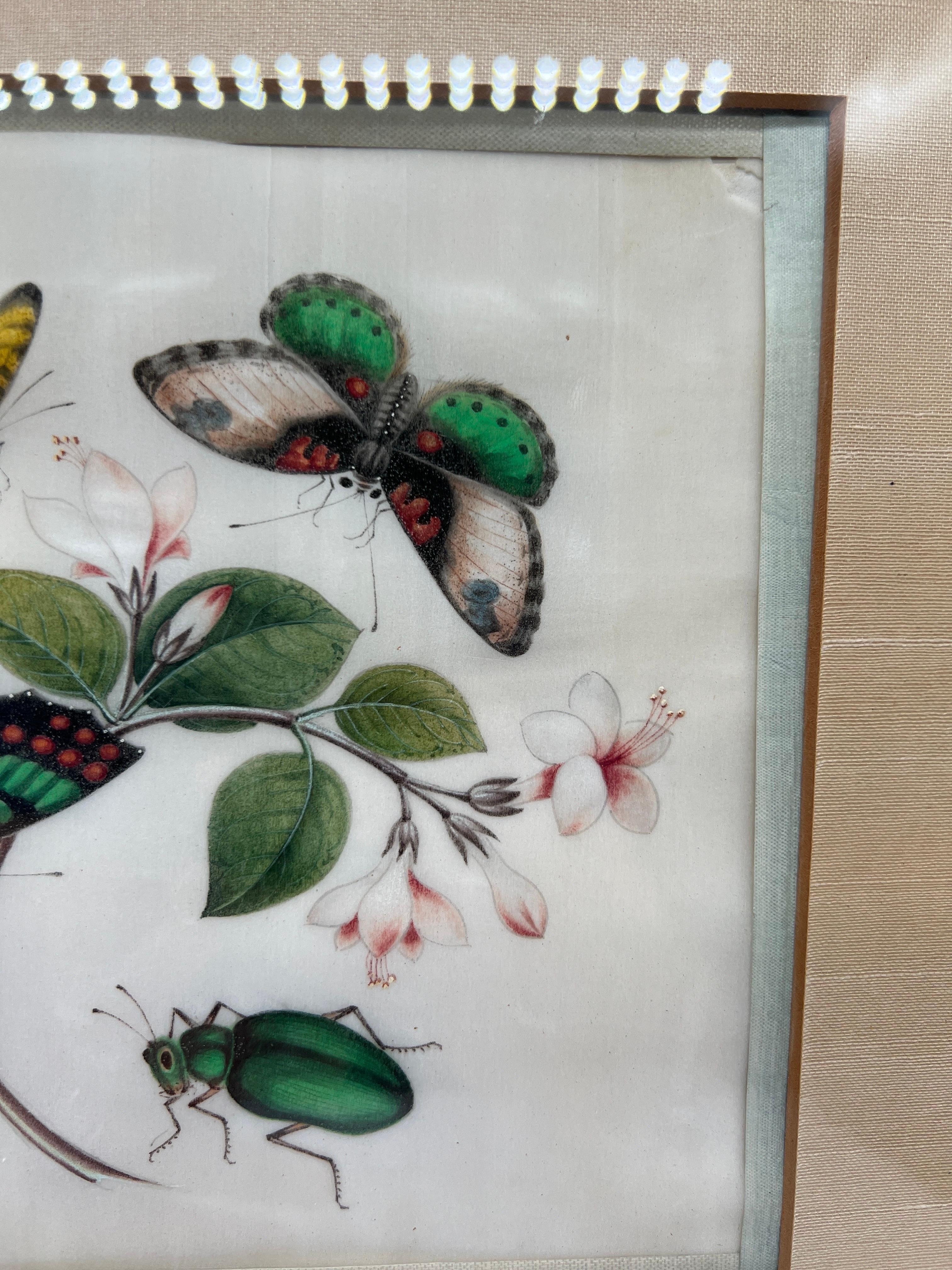 Silk 19th Century Chinese Export Butterfly & Insect Pith Watercolor  For Sale