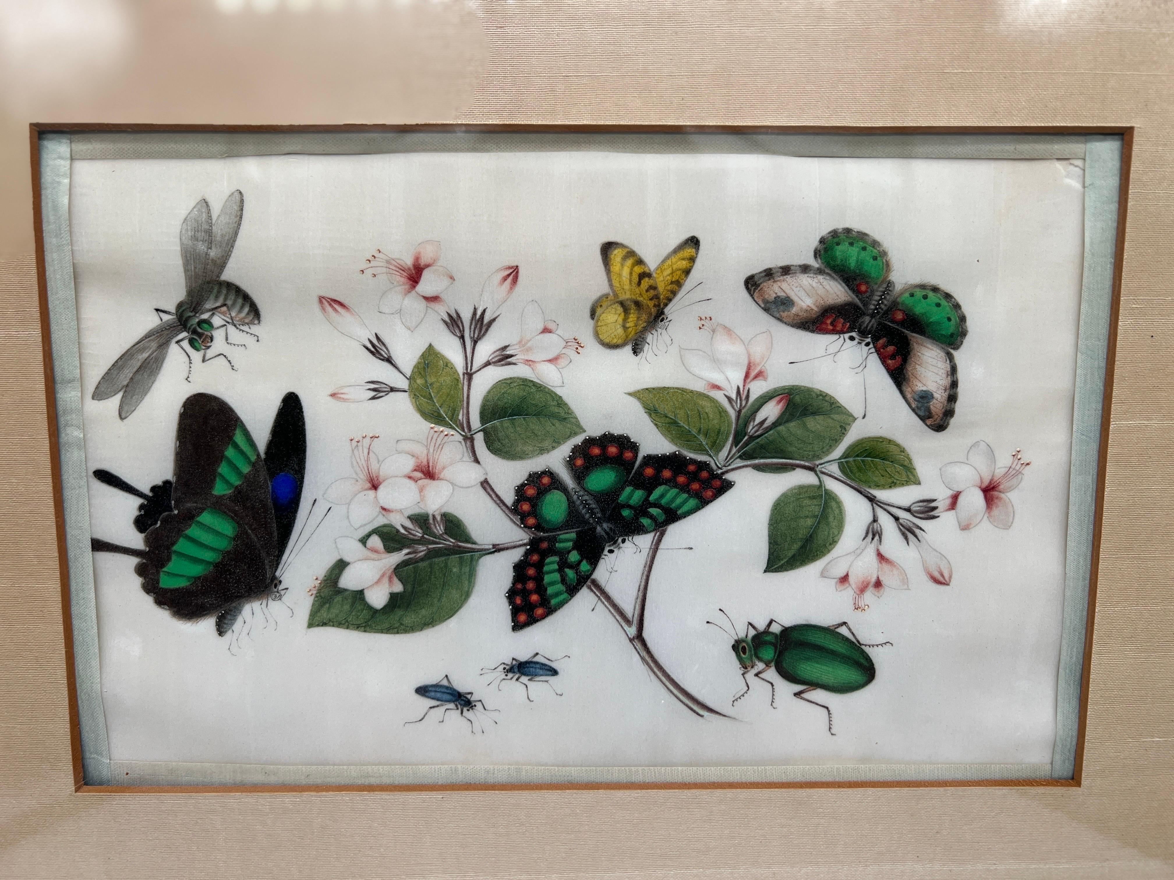 XIXe siècle Butterfly & Insect Pith, aquarelle d'exportation chinoise du 19e siècle  en vente