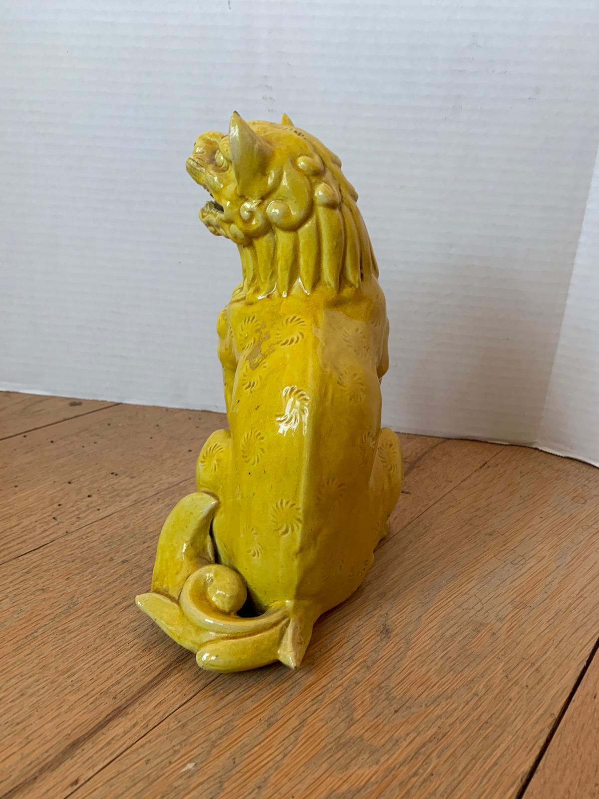 chinese yellow dog