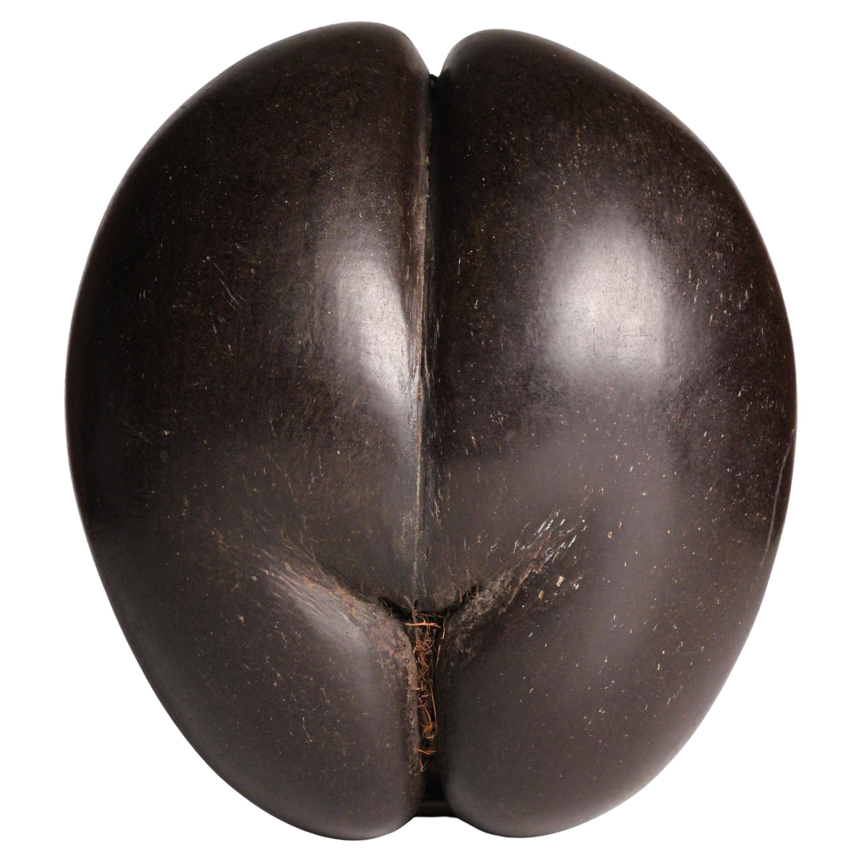 19th Century Coco de Mer Shell – A Polished Natural Wonder