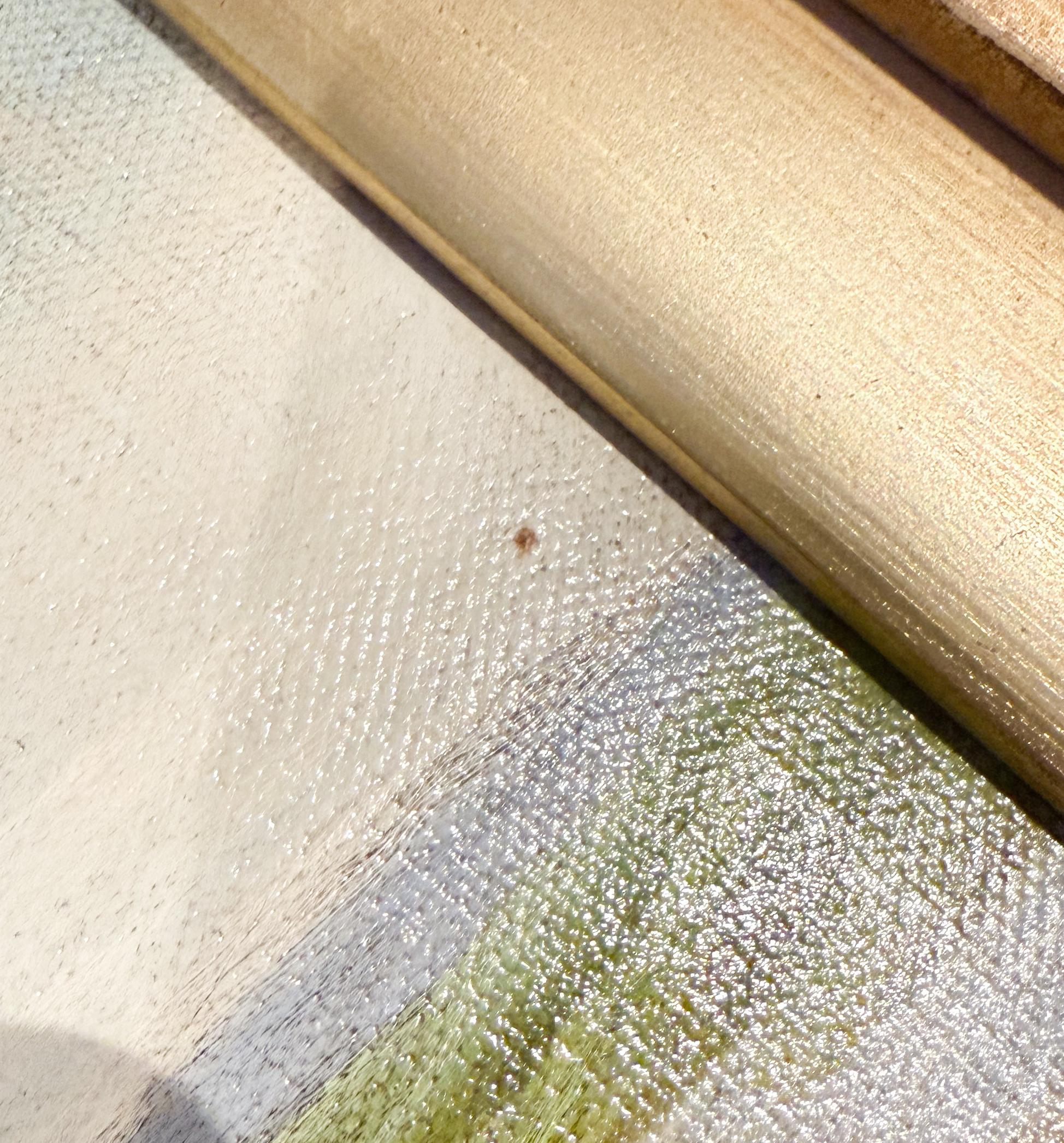 19. Jahrhundert Collie Hund Porträt Öl auf Leinwand Gemälde signiert A. Taylor im Angebot 4