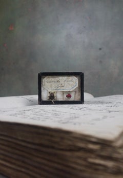 19th Century Colorado Beetle & Grub Farmers Specimen Taxidermy Curiosity