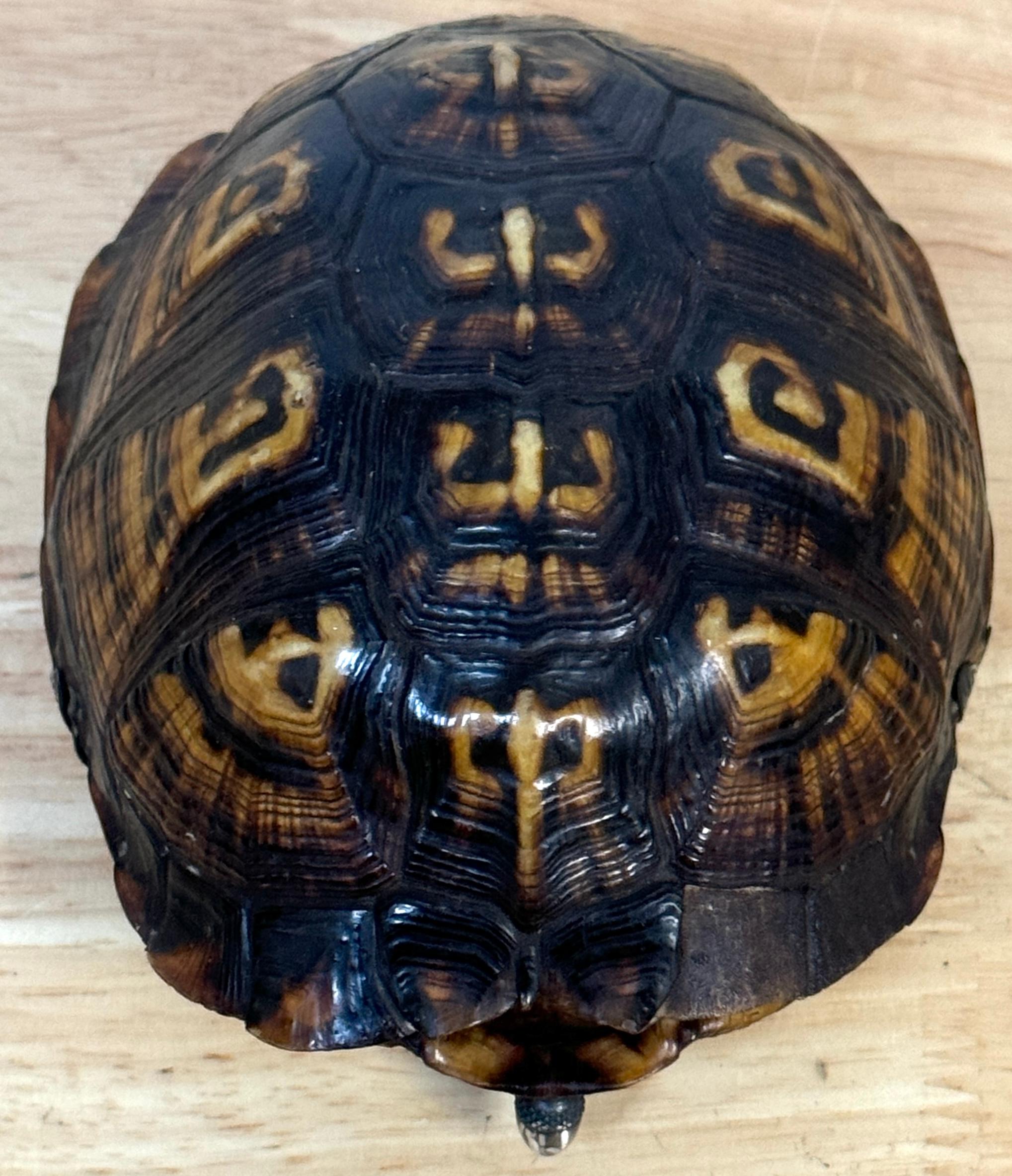 19th Century Continental Tortoise Shell Silver Mounted 2 Compartmented Box For Sale 4