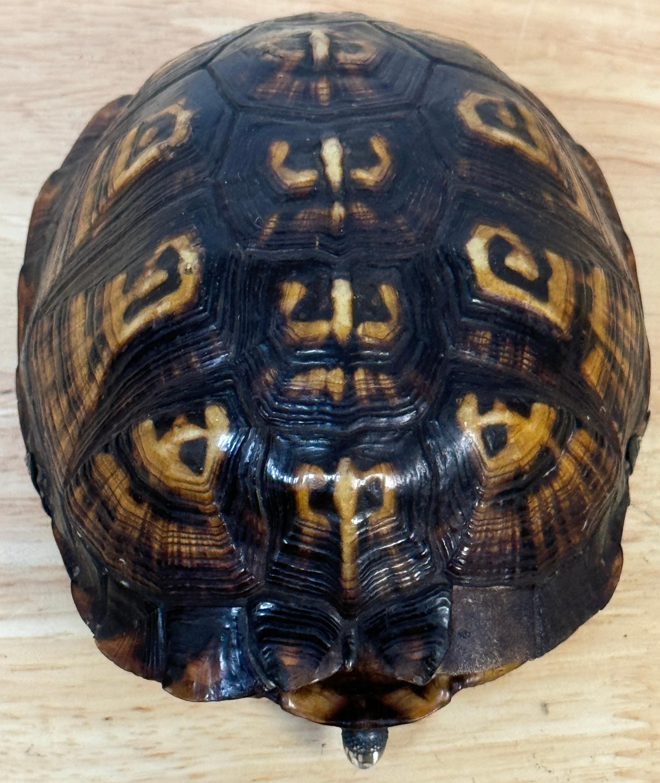 19th Century Continental Tortoise Shell Silver Mounted 2 Compartmented Box For Sale 5