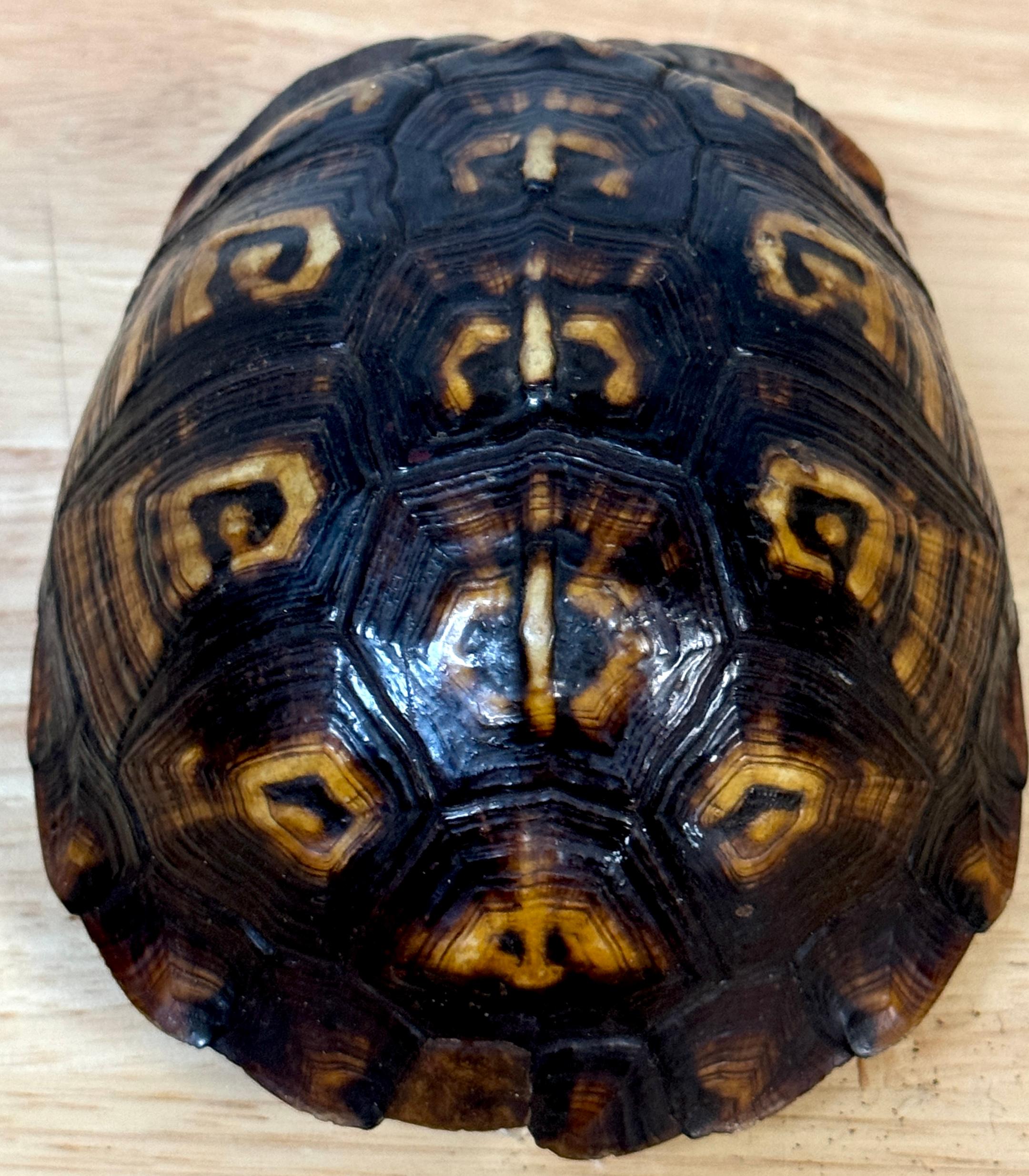 19th Century Continental Tortoise Shell Silver Mounted 2 Compartmented Box For Sale 6