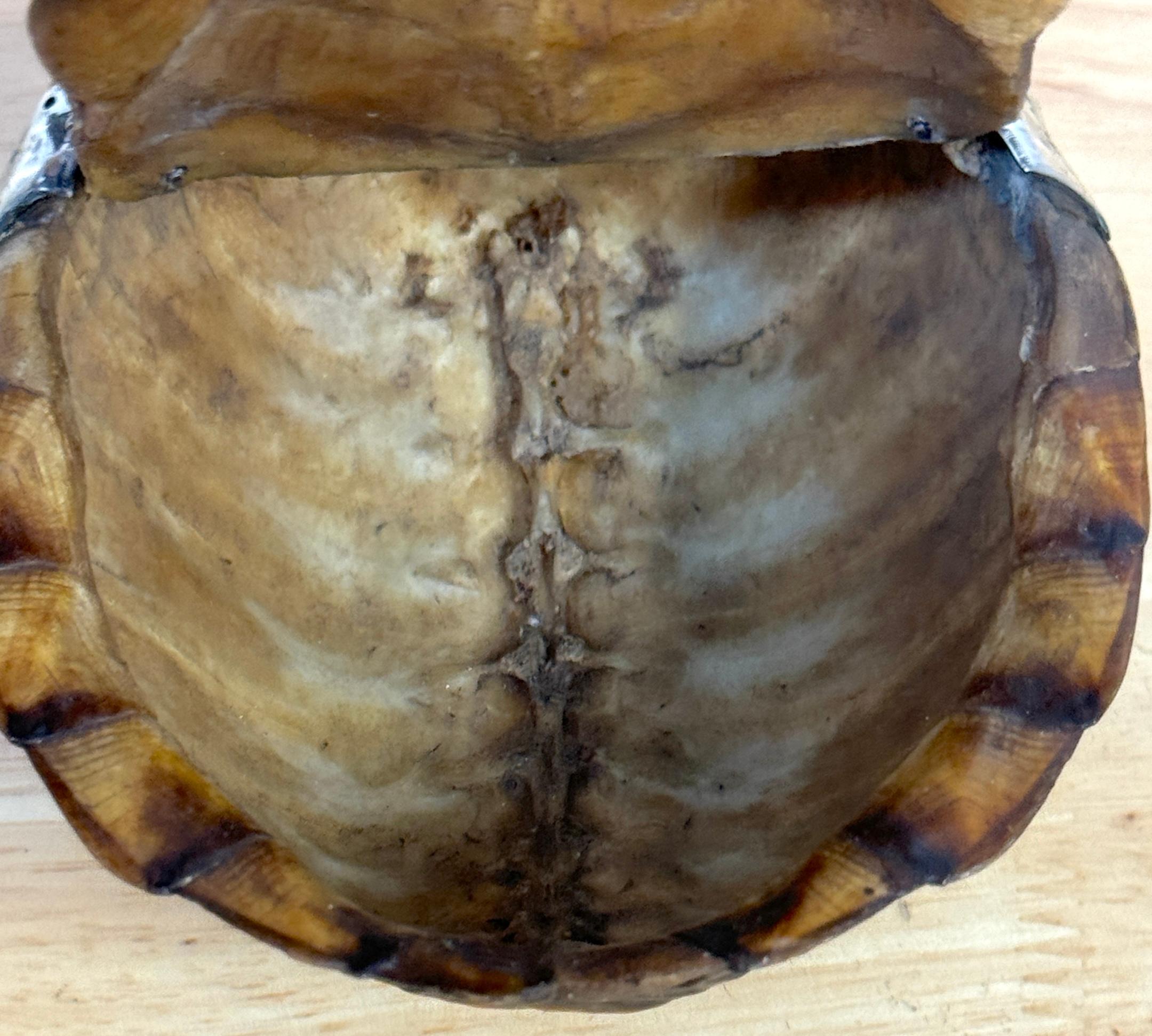 Dutch 19th Century Continental Tortoise Shell Silver Mounted 2 Compartmented Box For Sale