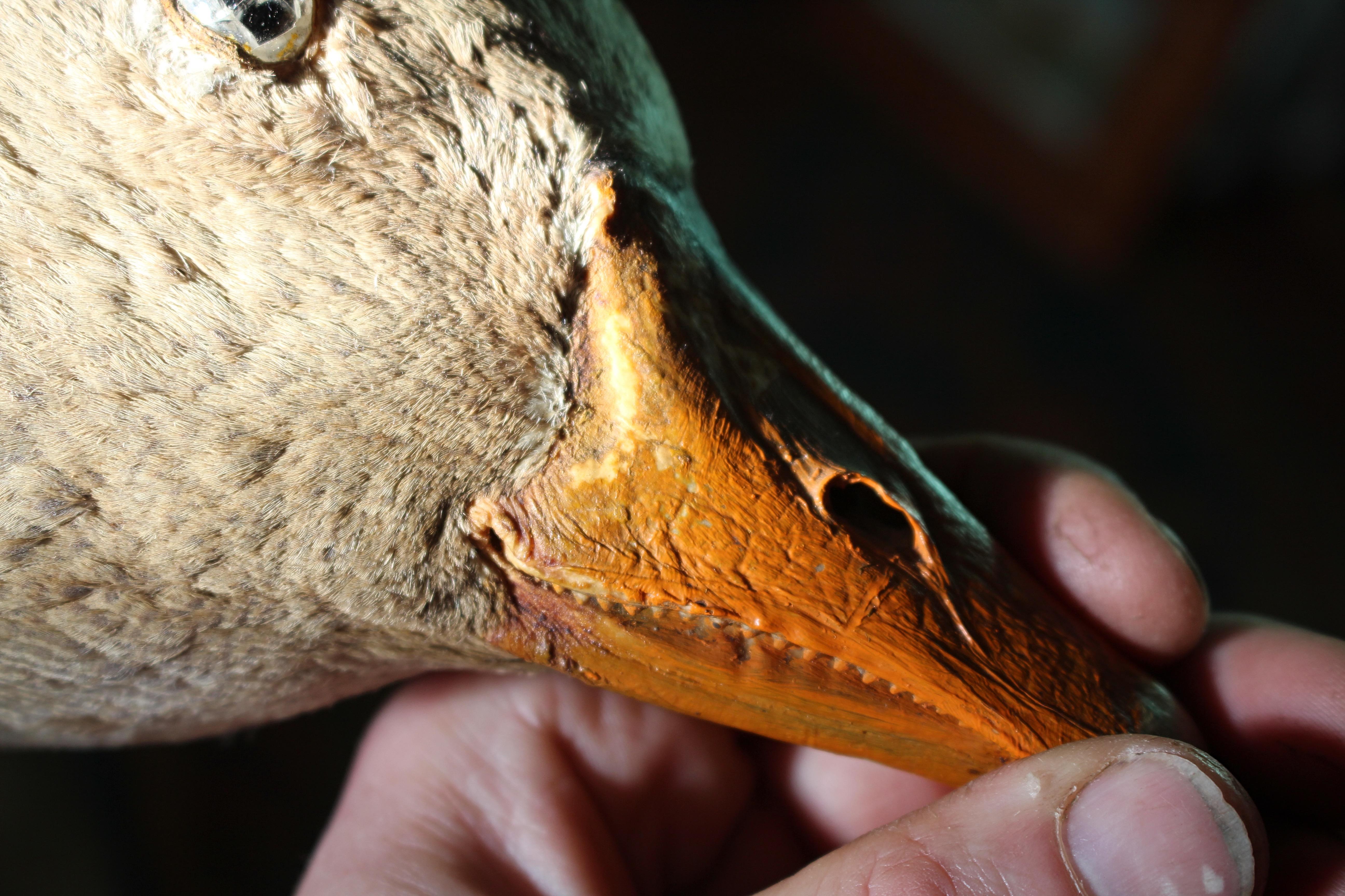 19th Century Curios Taxidermy Head Mount English Adult Goose For Sale 6