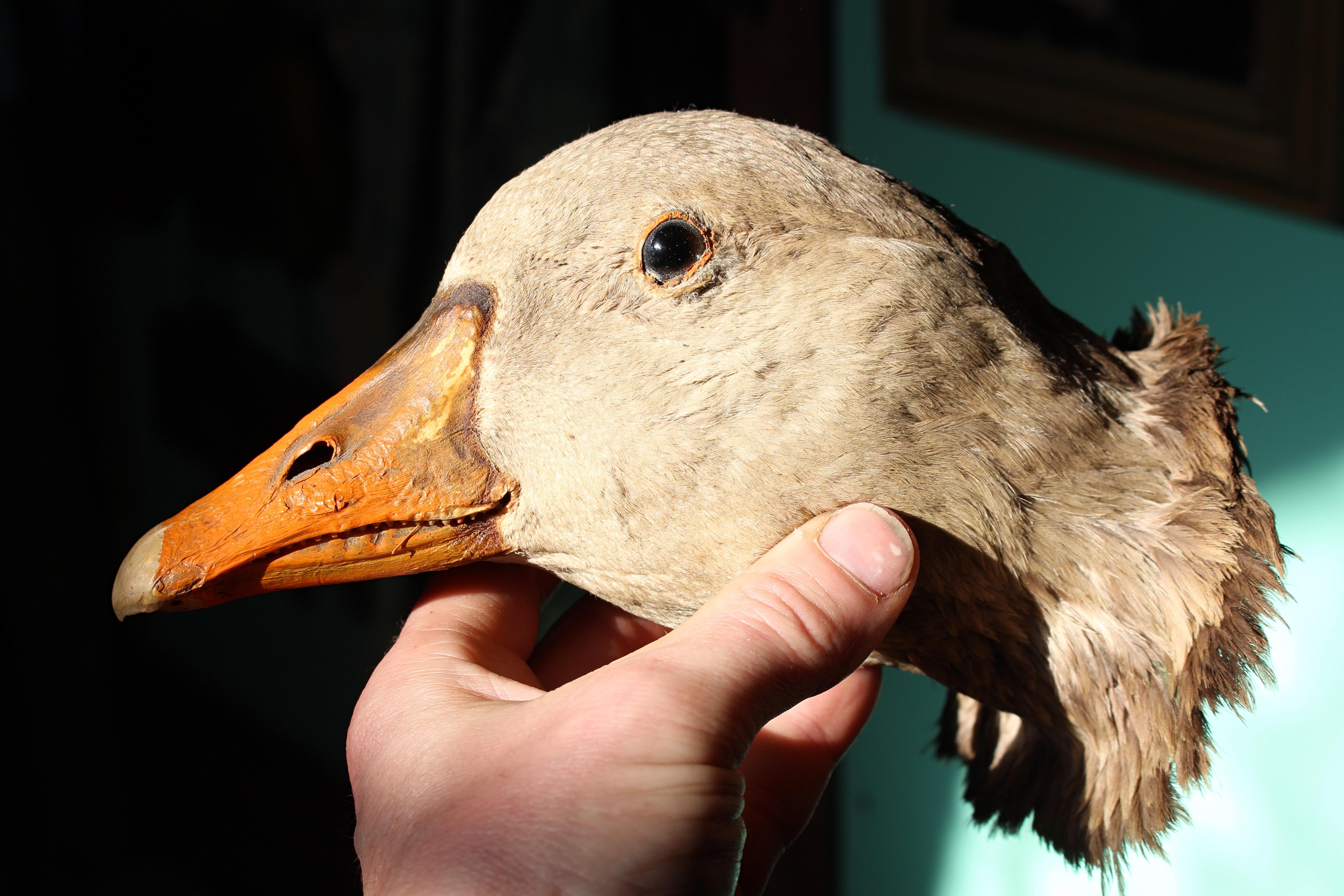 19th Century Curios Taxidermy Head Mount English Adult Goose For Sale 7