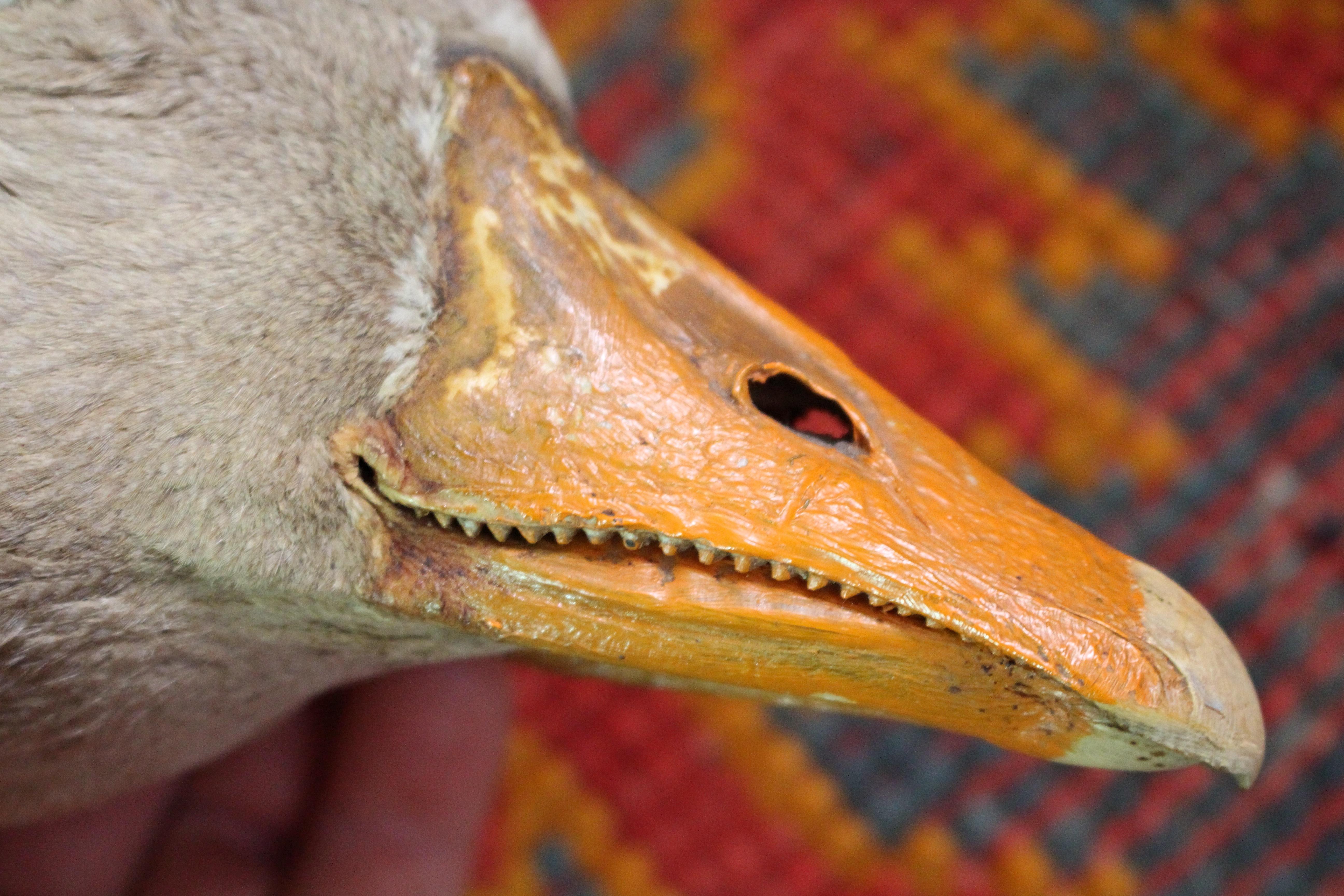 19th Century Curios Taxidermy Head Mount English Adult Goose For Sale 9