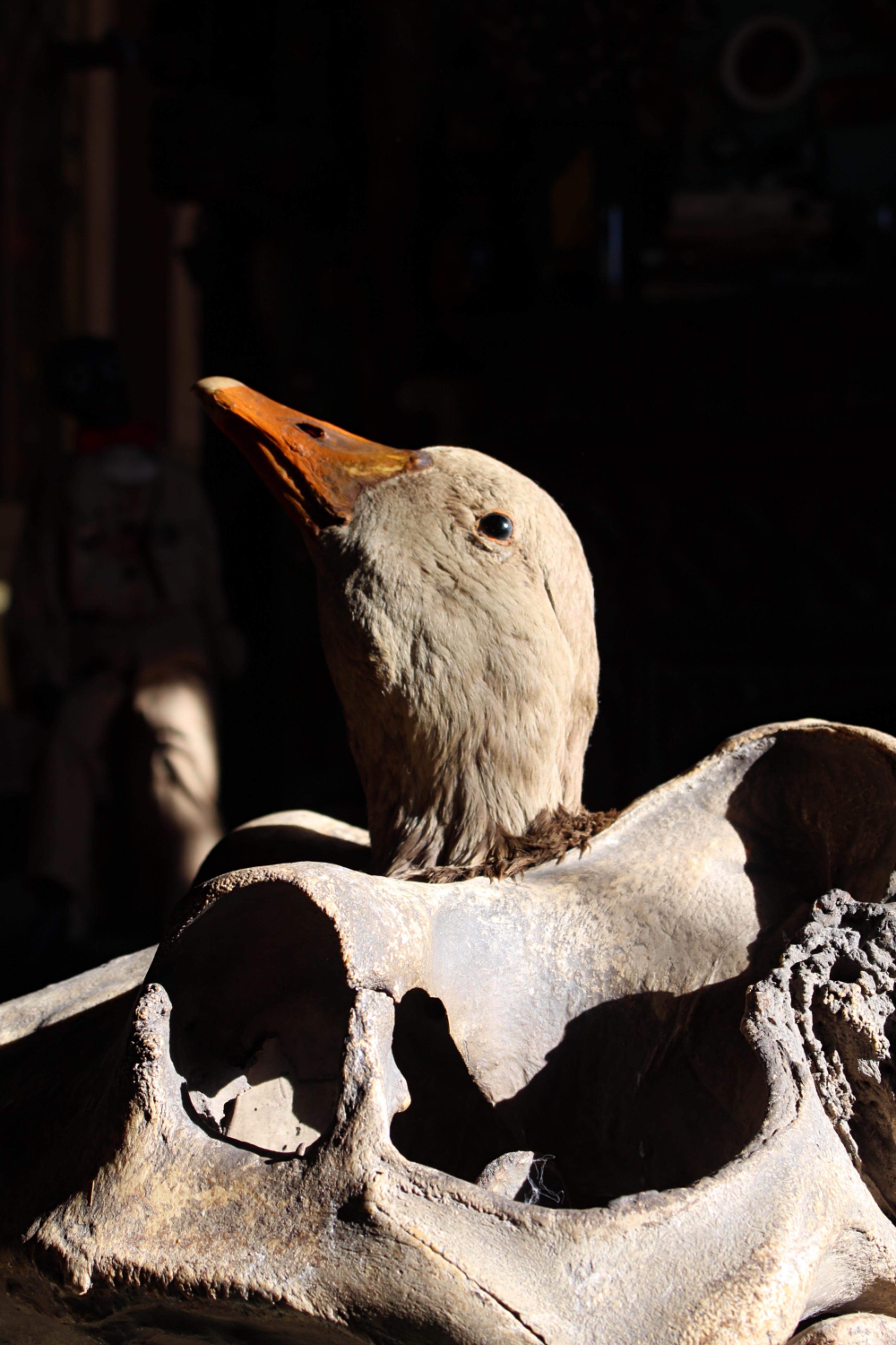 A well presented late 19th century taxidermy adult Goose head mount, it would appear this has been produced by a good period taxidermist, possibly Rowland Ward or the like. The Goose has its original straw filled interior and would have been mounted