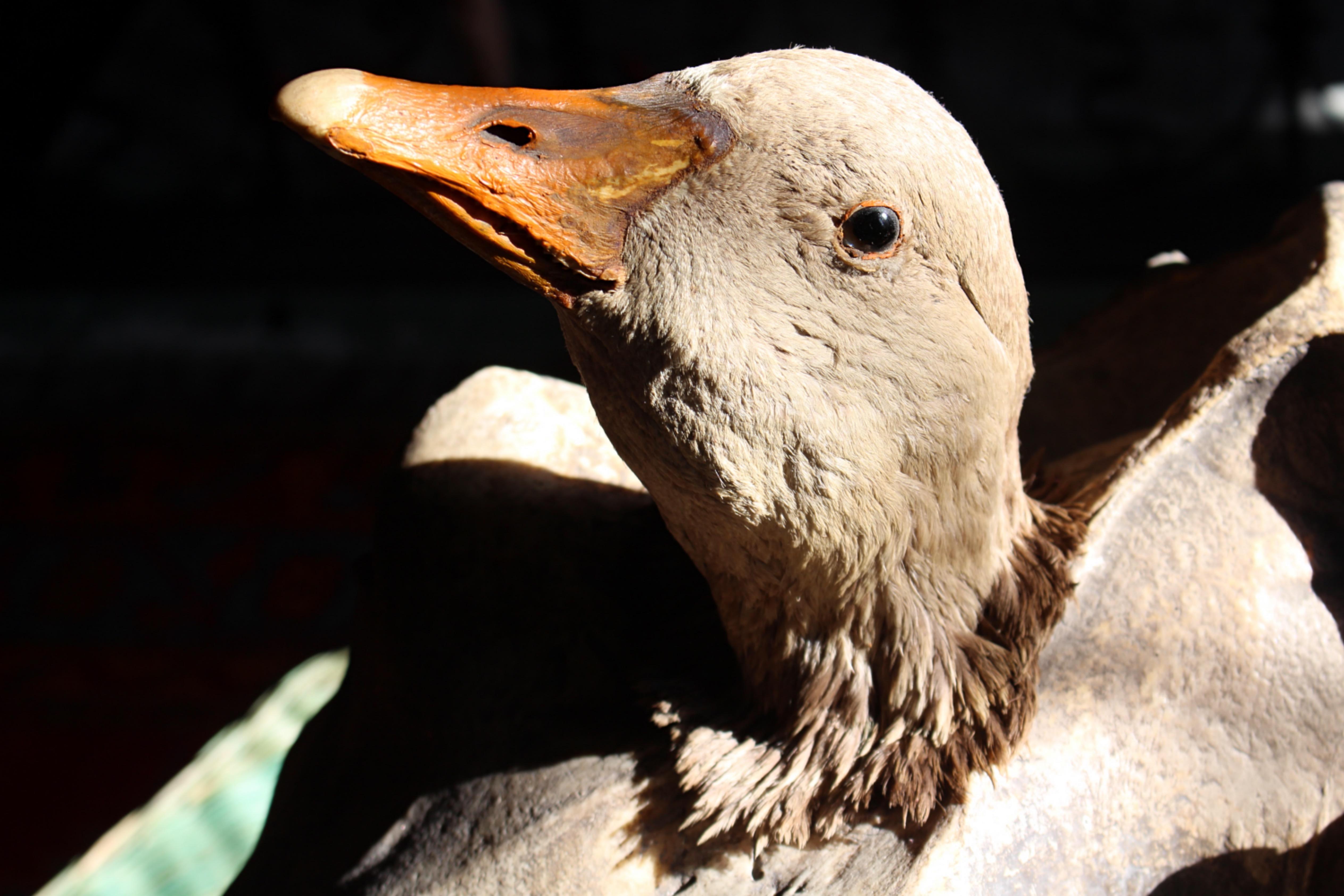 19th Century Curios Taxidermy Head Mount English Adult Goose In Good Condition For Sale In Lowestoft, GB