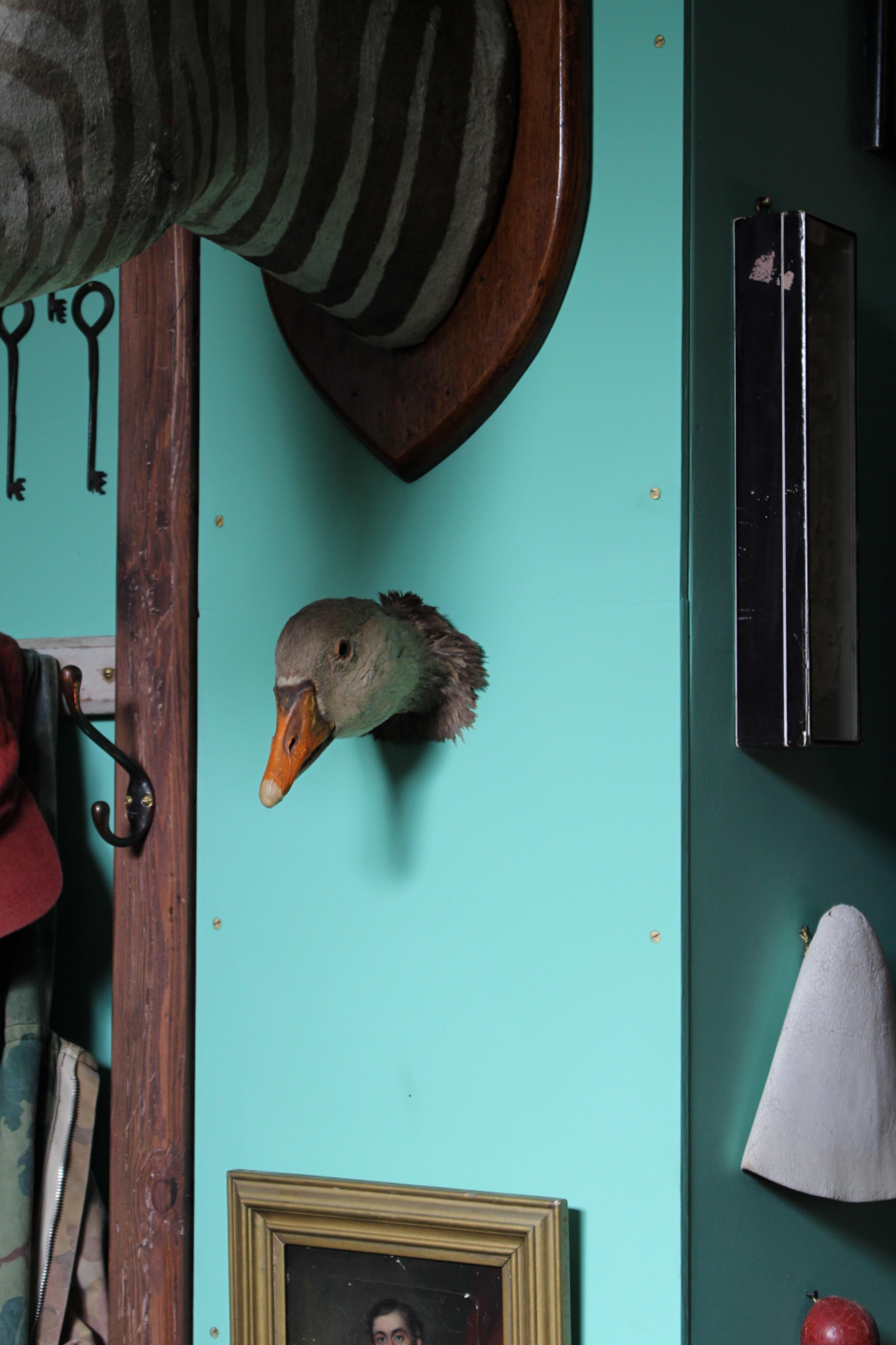 Natural Fiber 19th Century Curios Taxidermy Head Mount English Adult Goose For Sale
